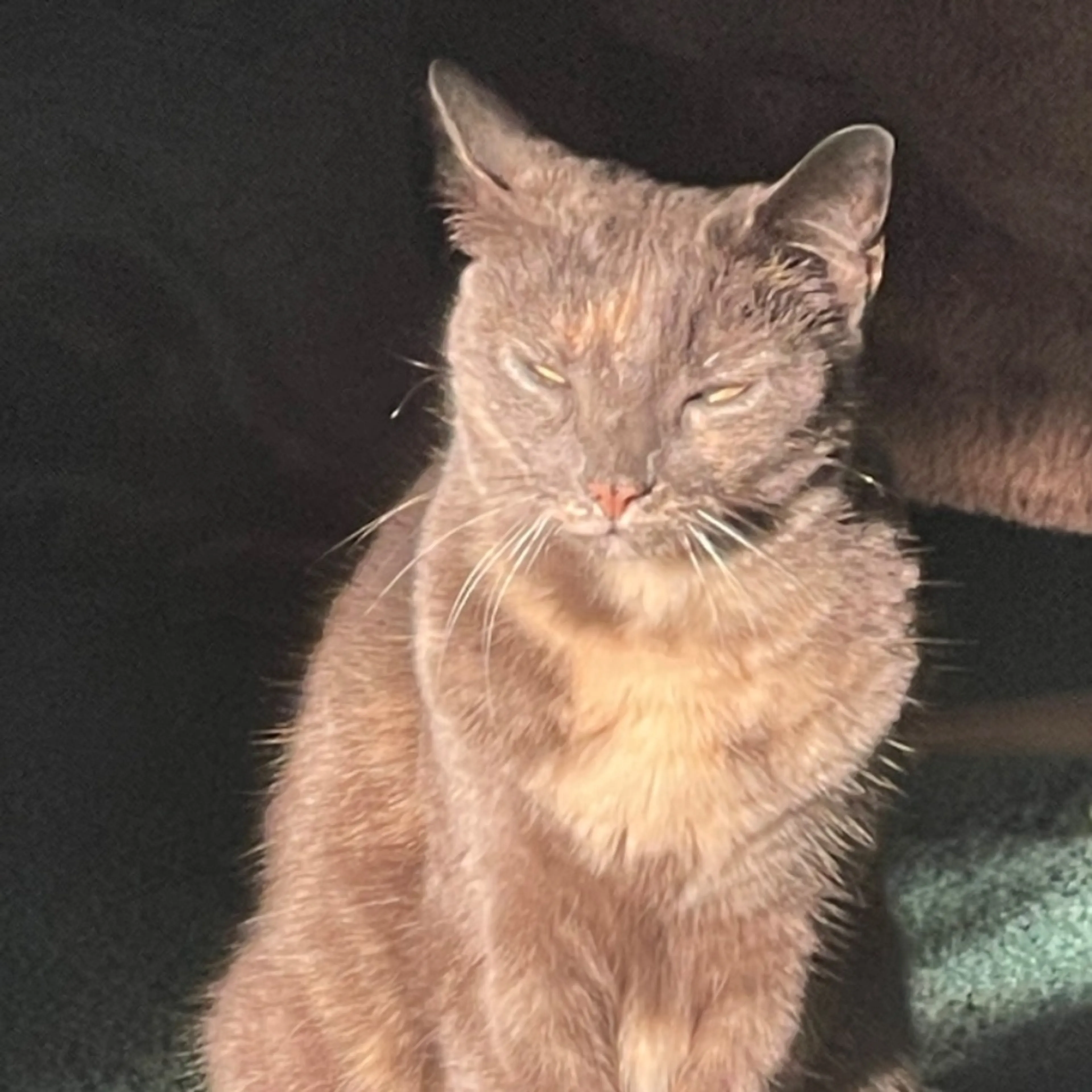 Lost pet-0