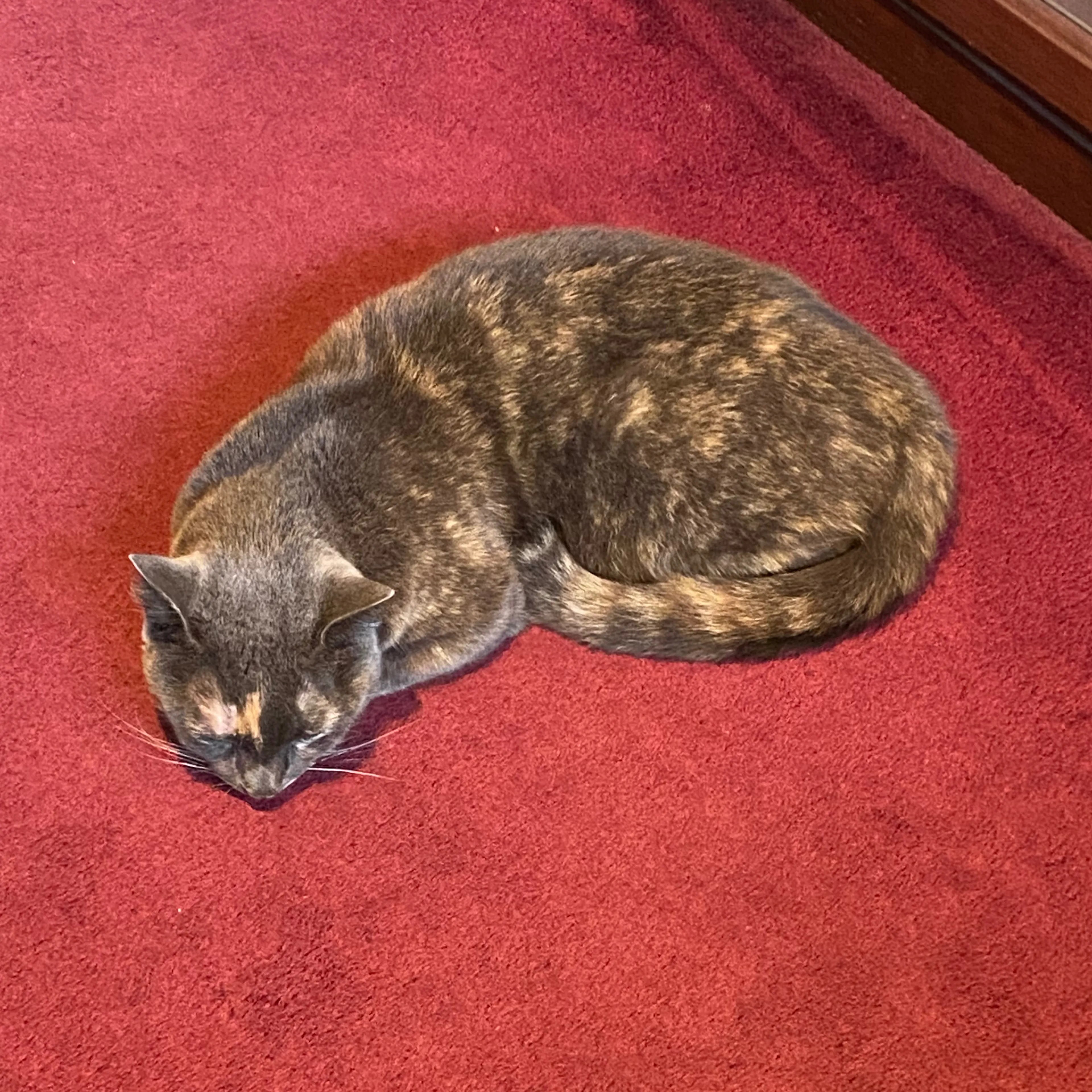 Lost pet-2