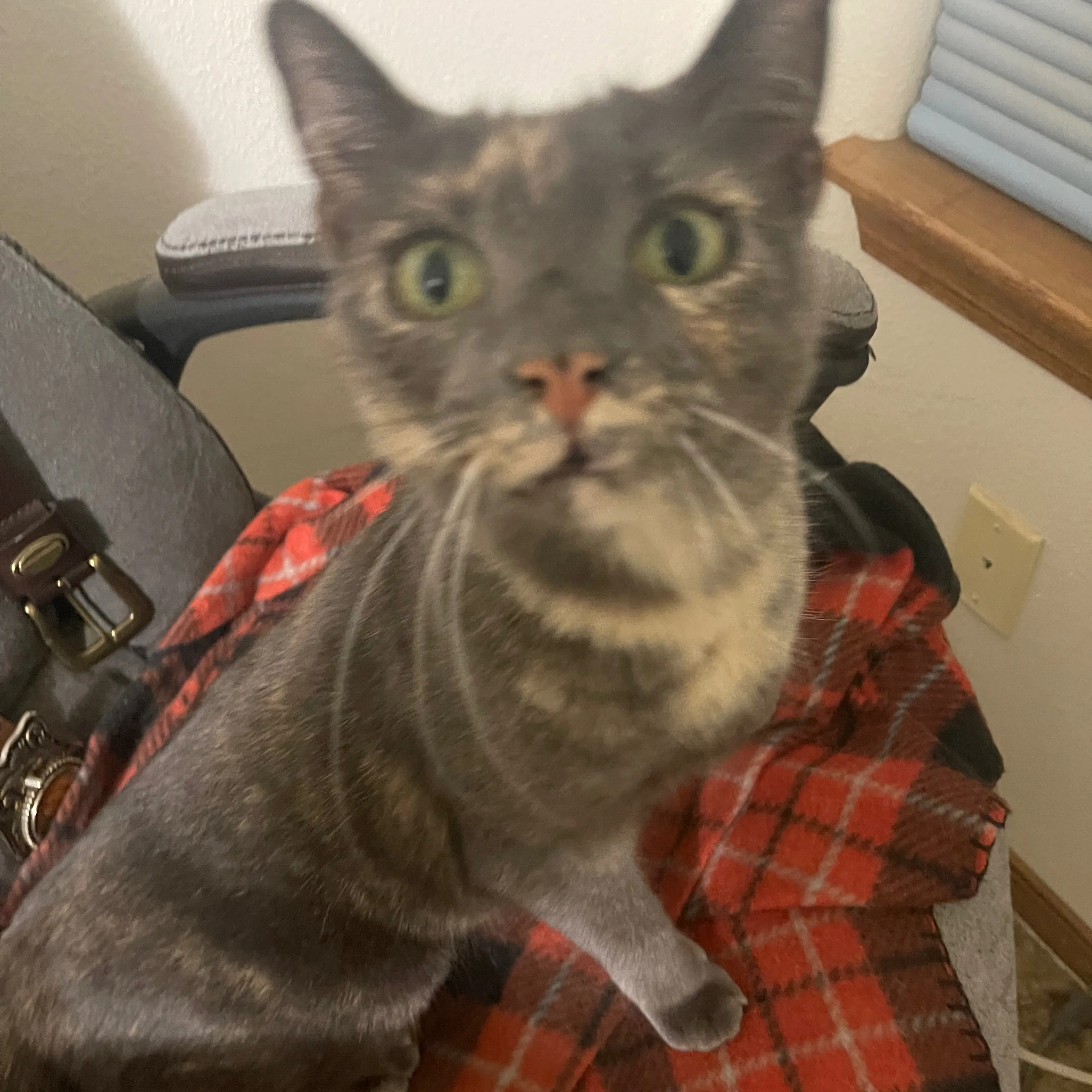 Lost pet-1
