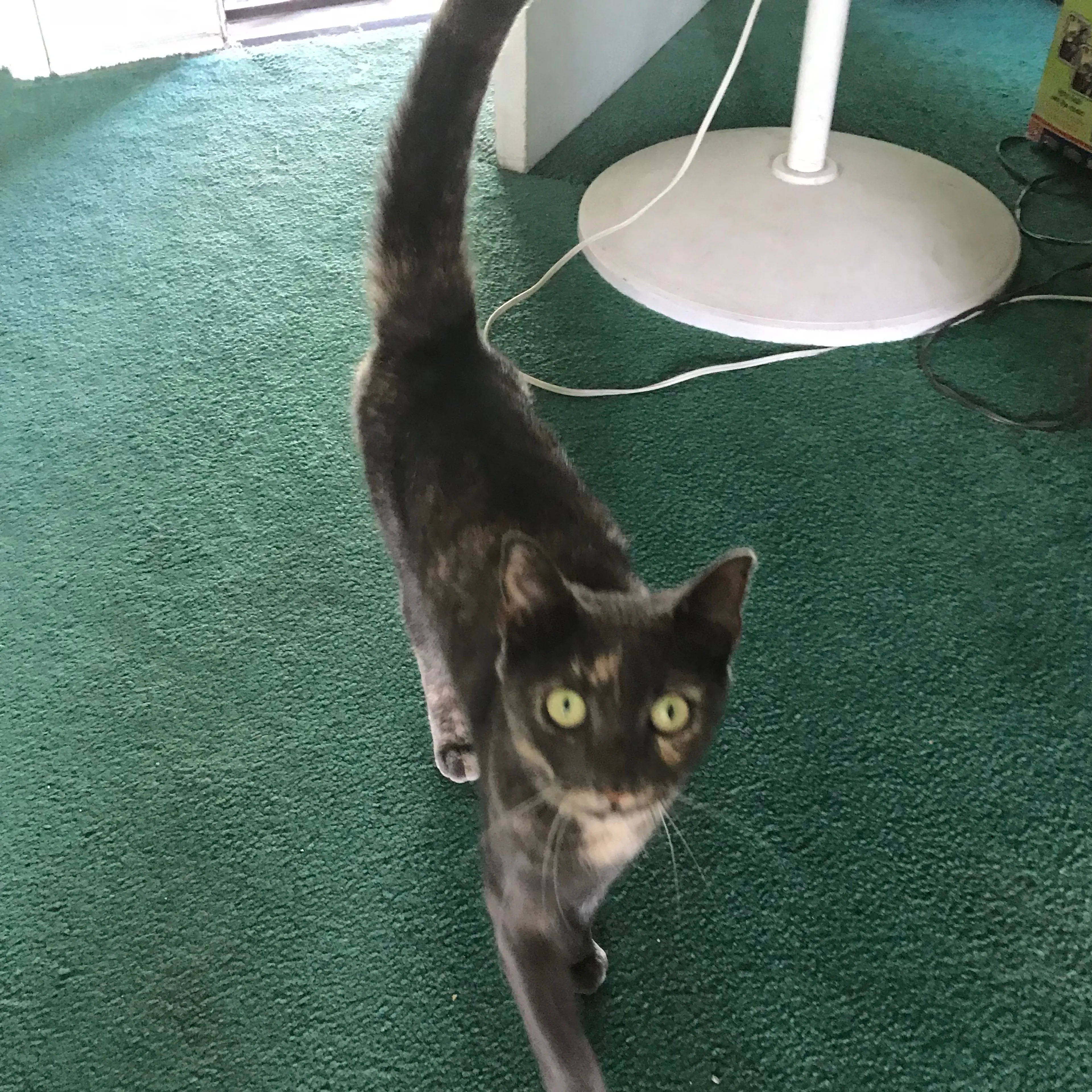 Lost pet-3