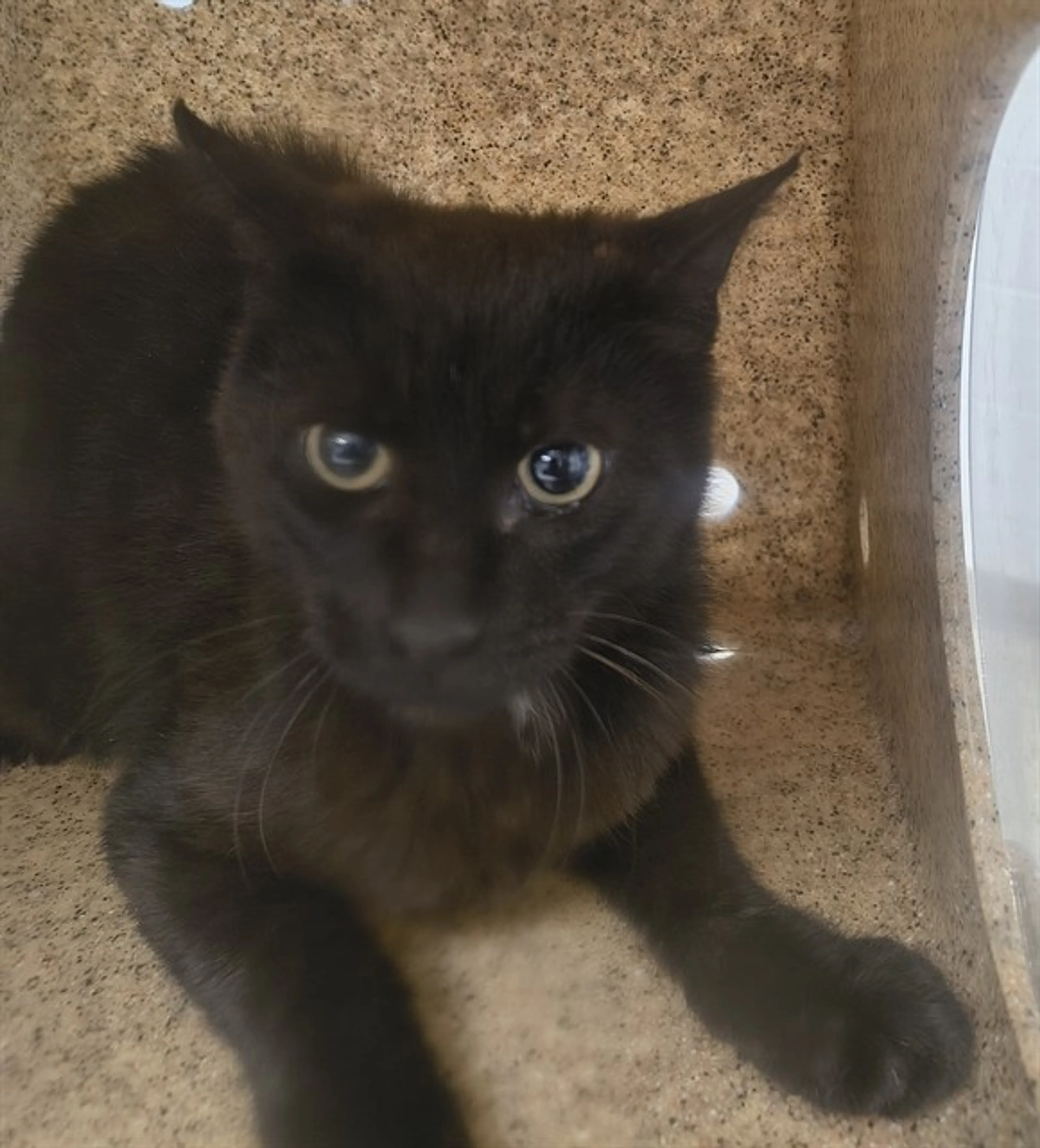 Found pet