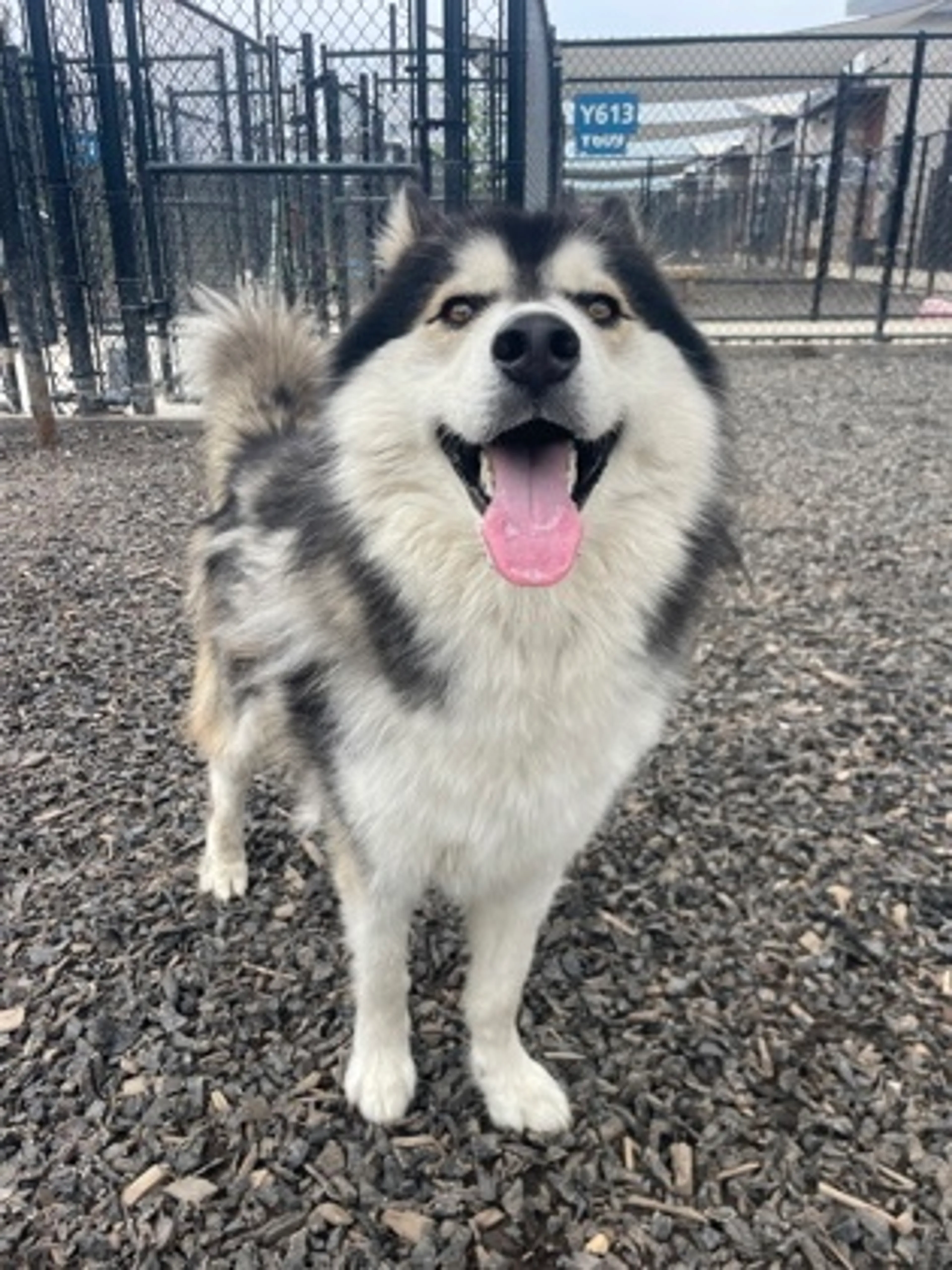 Found pet