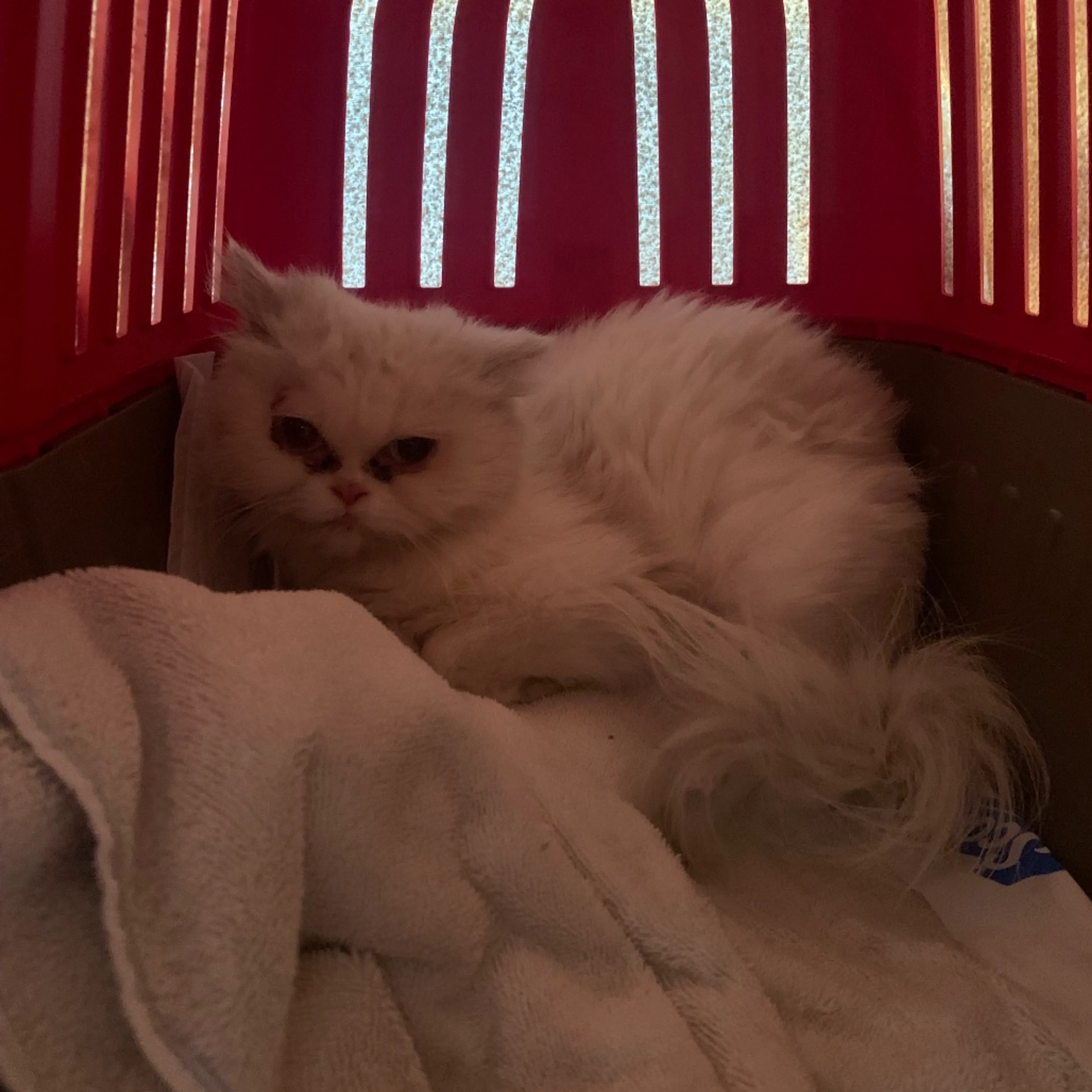 Found pet