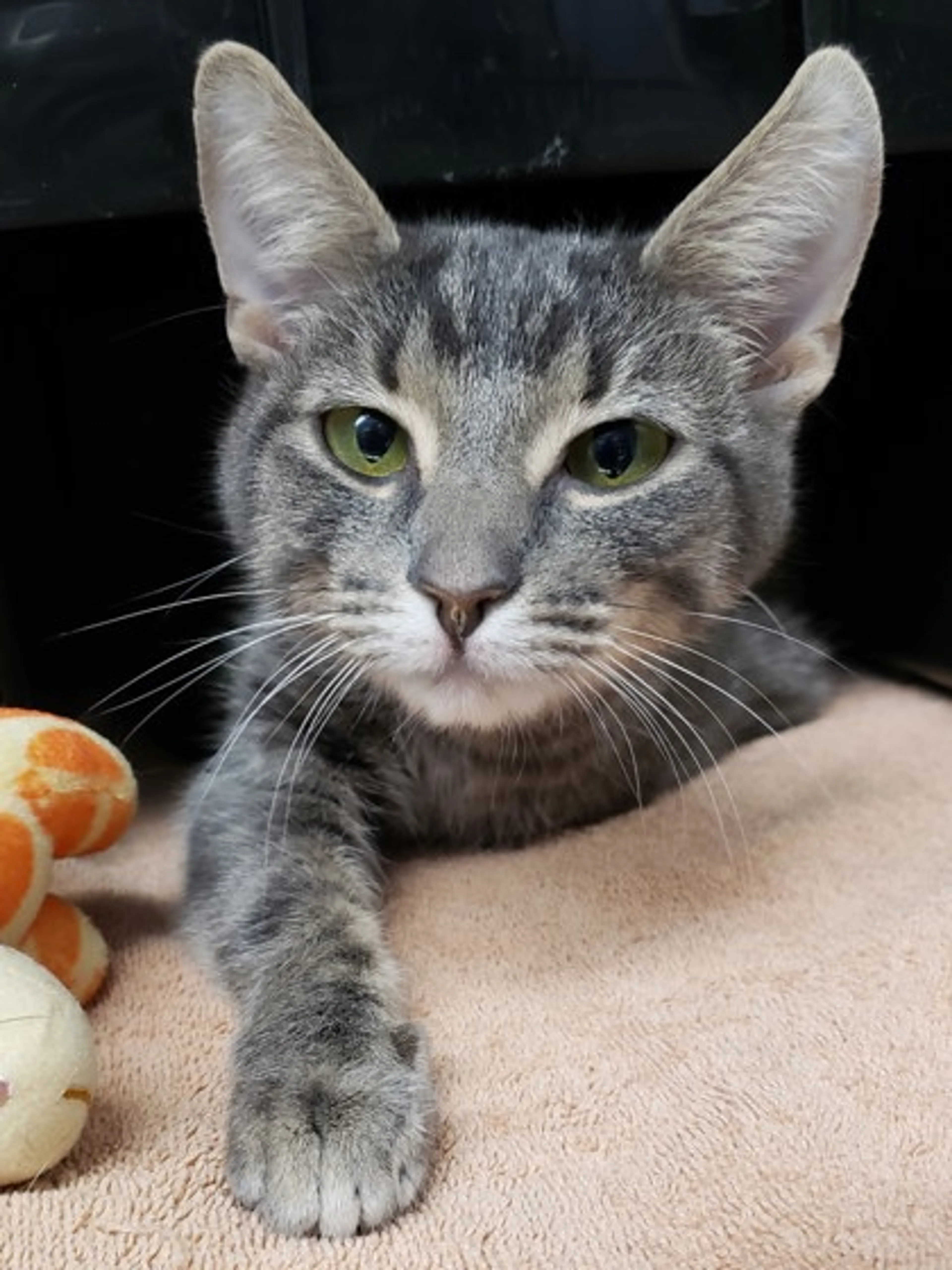 Found pet