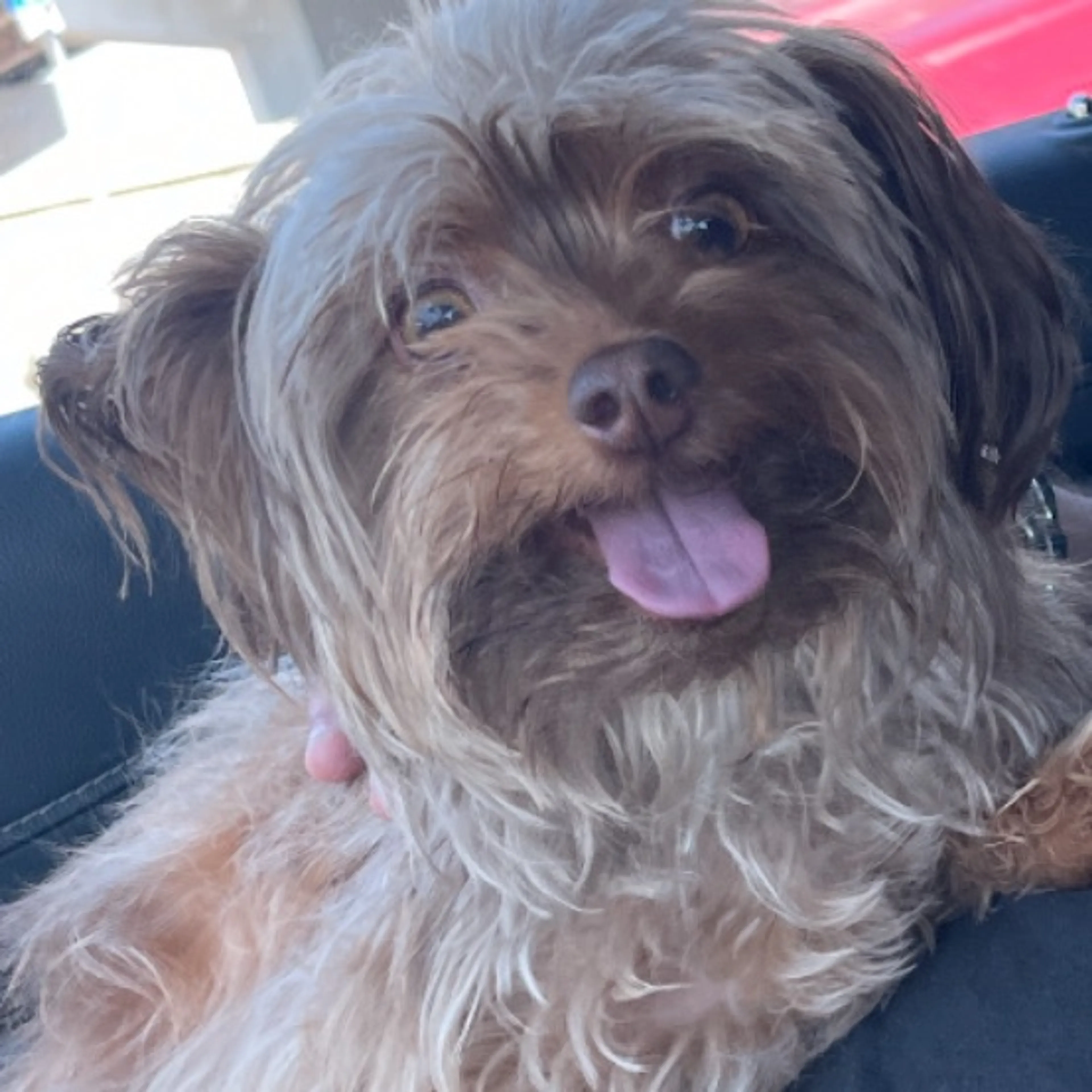 Lost pet