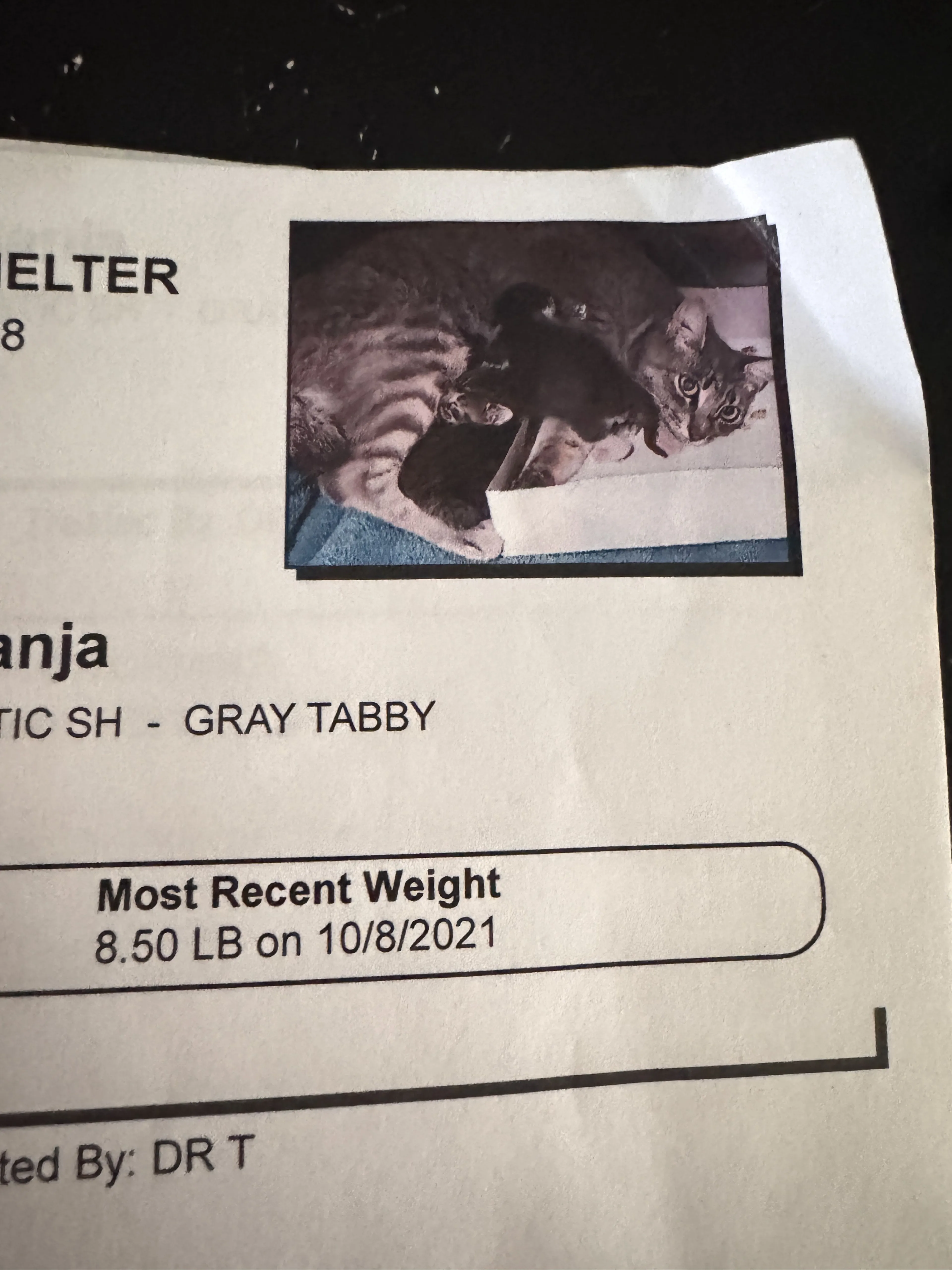 Lost pet