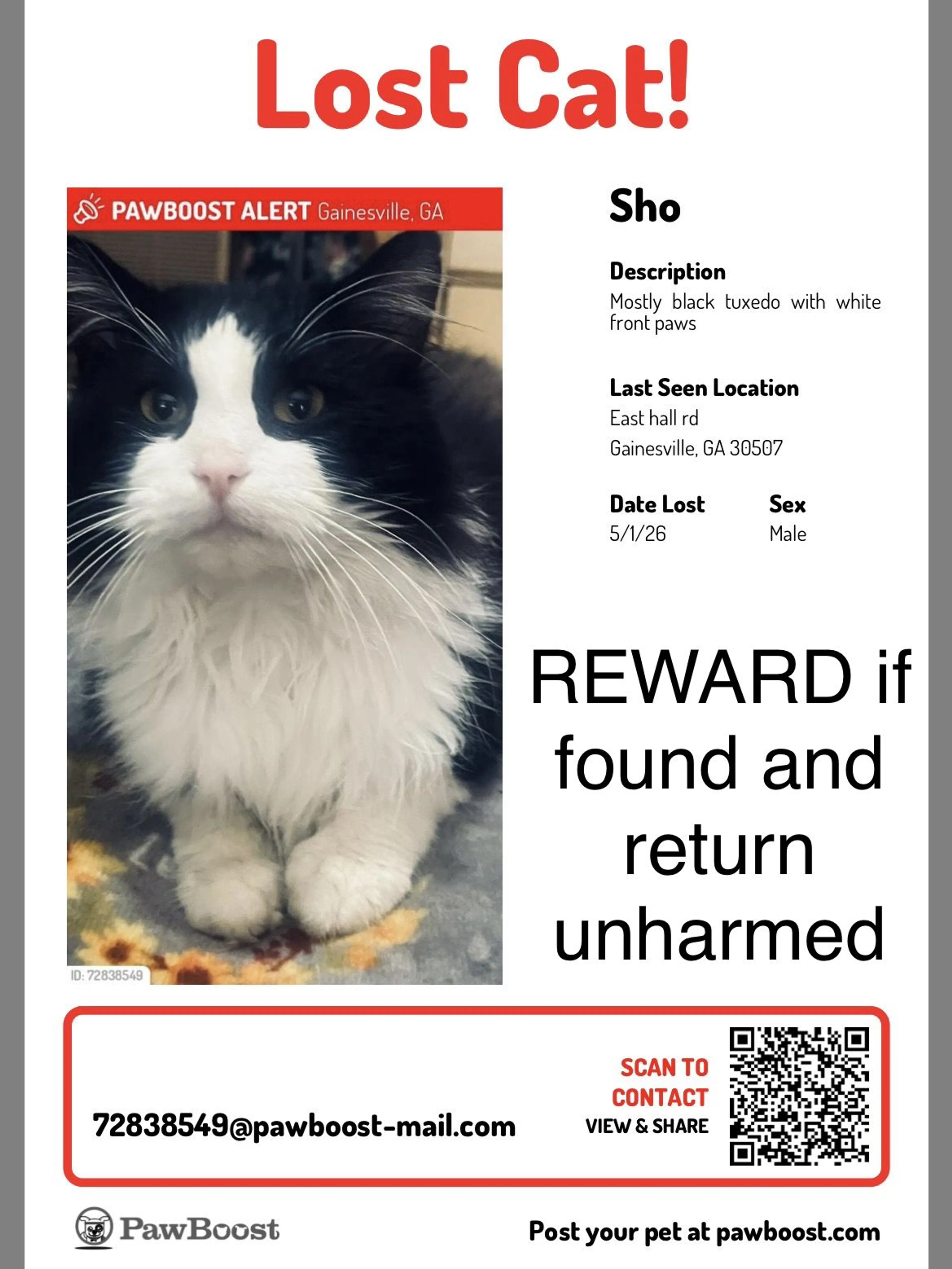 Lost pet