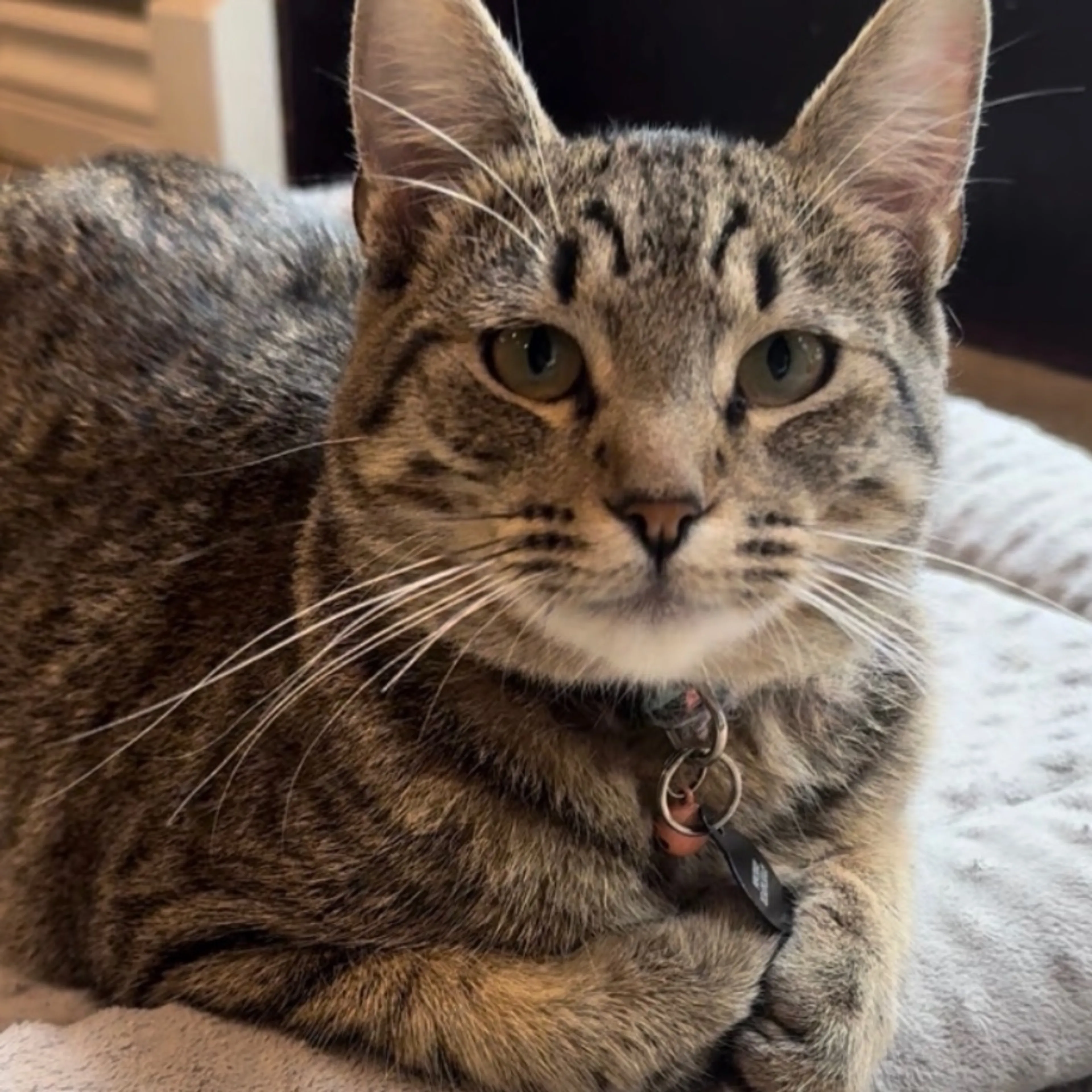 Lost pet