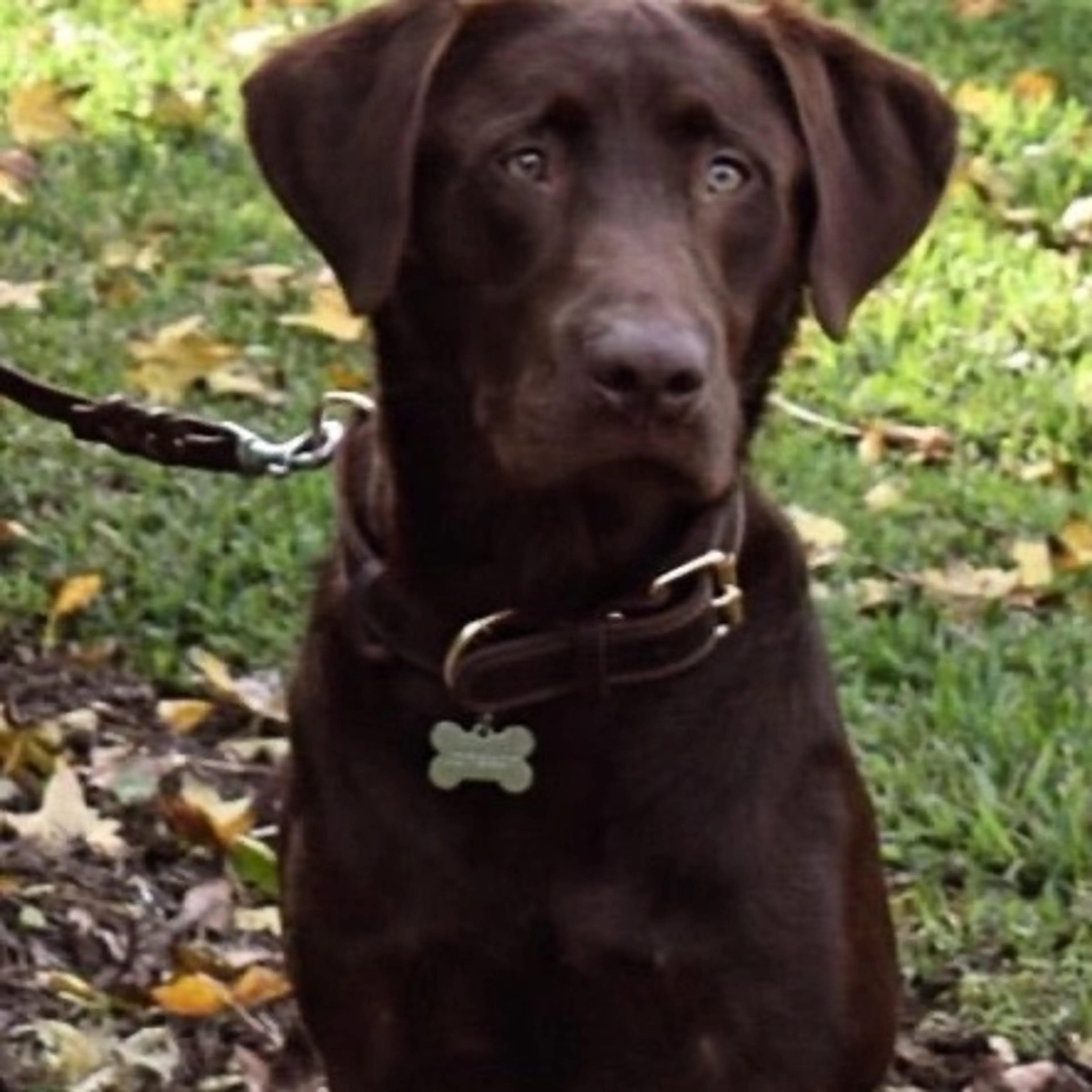 Lost pet