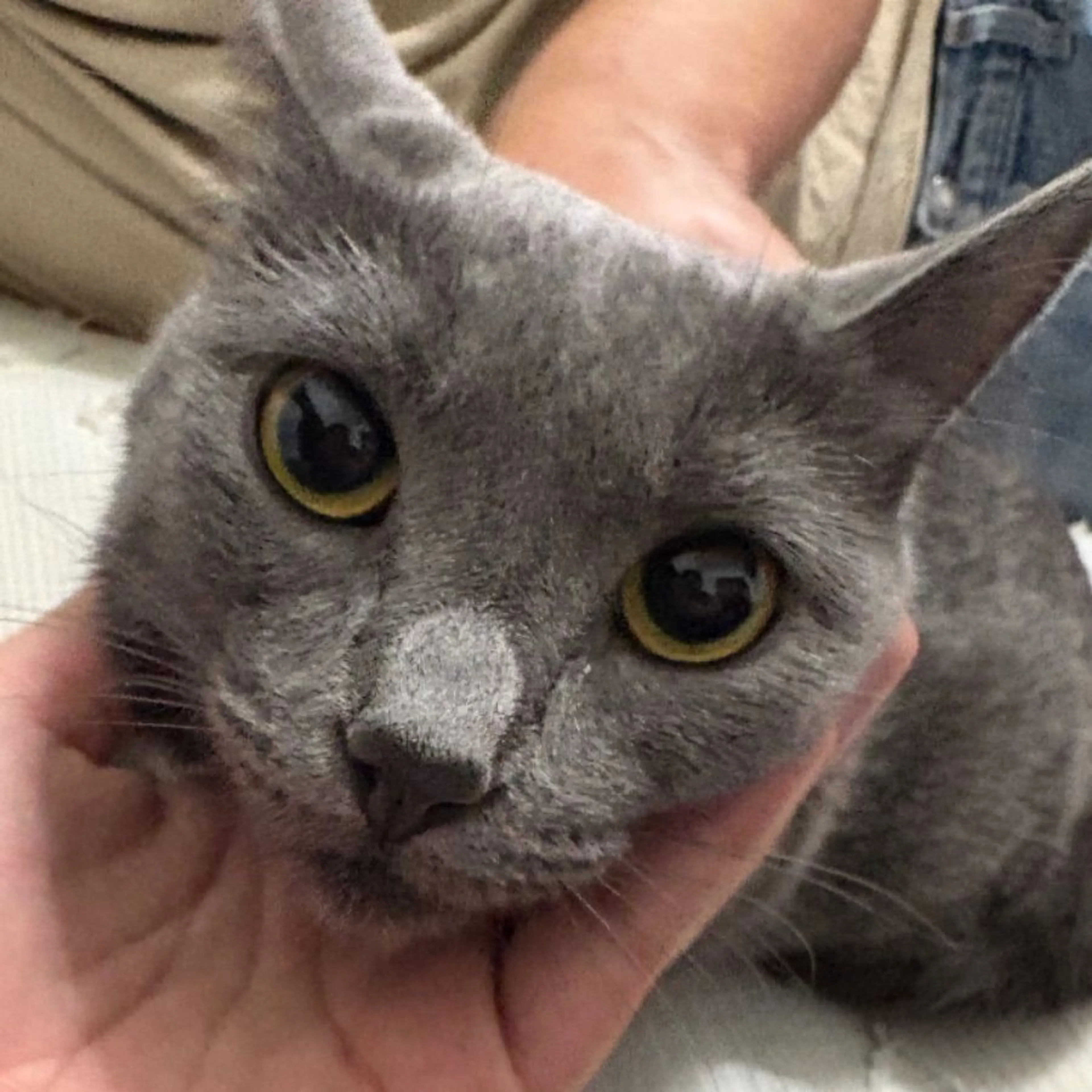Lost pet