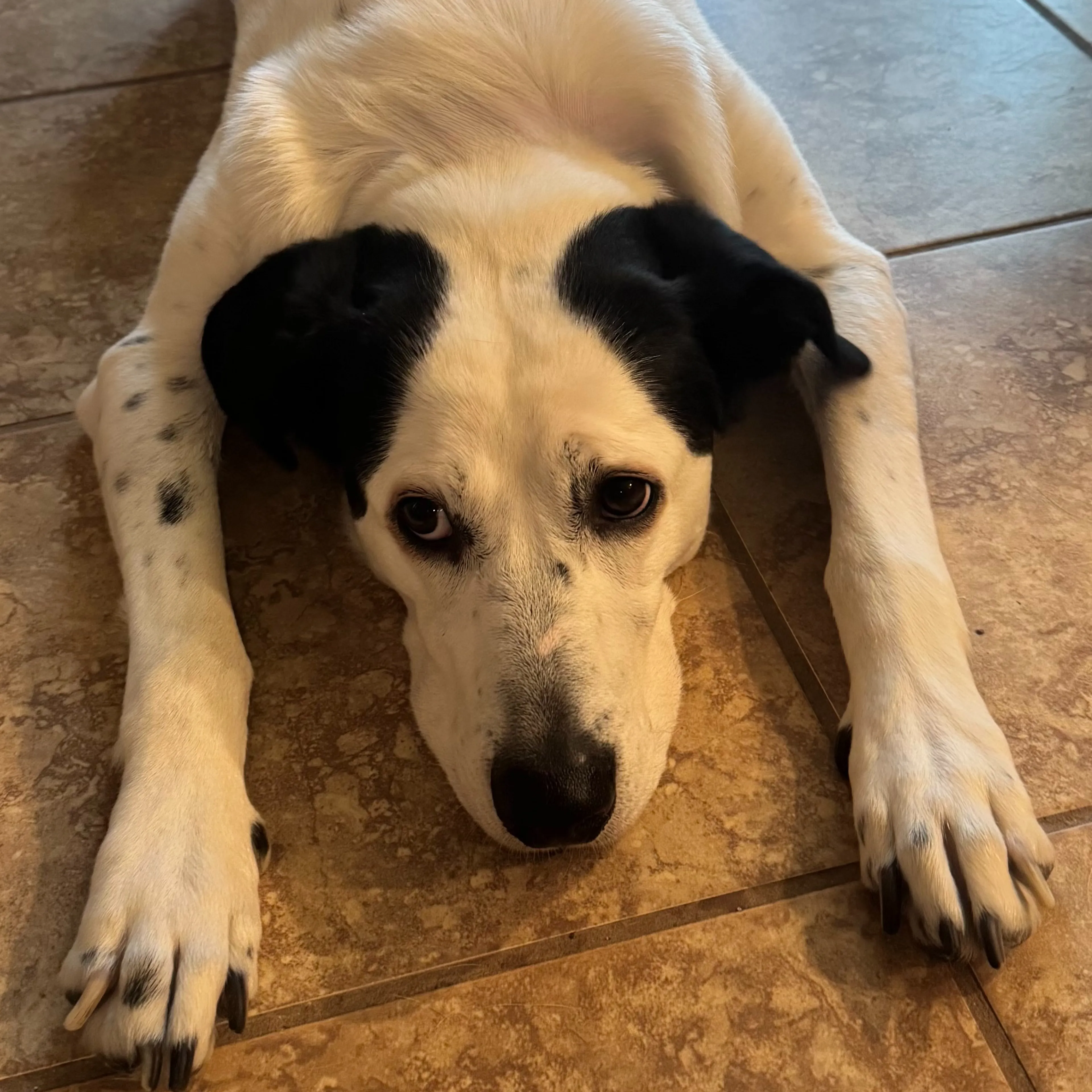 Found pet-2