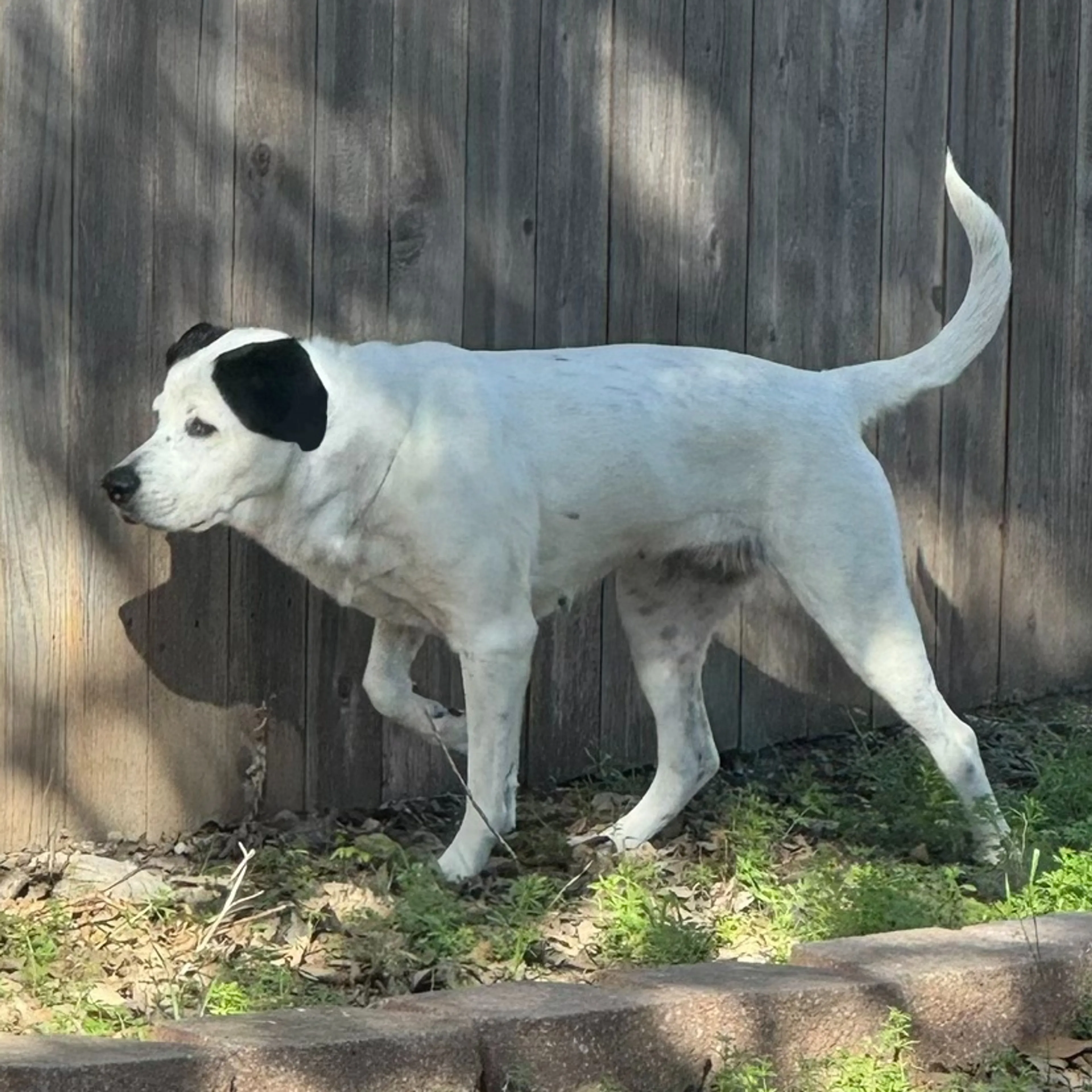 Found pet-1