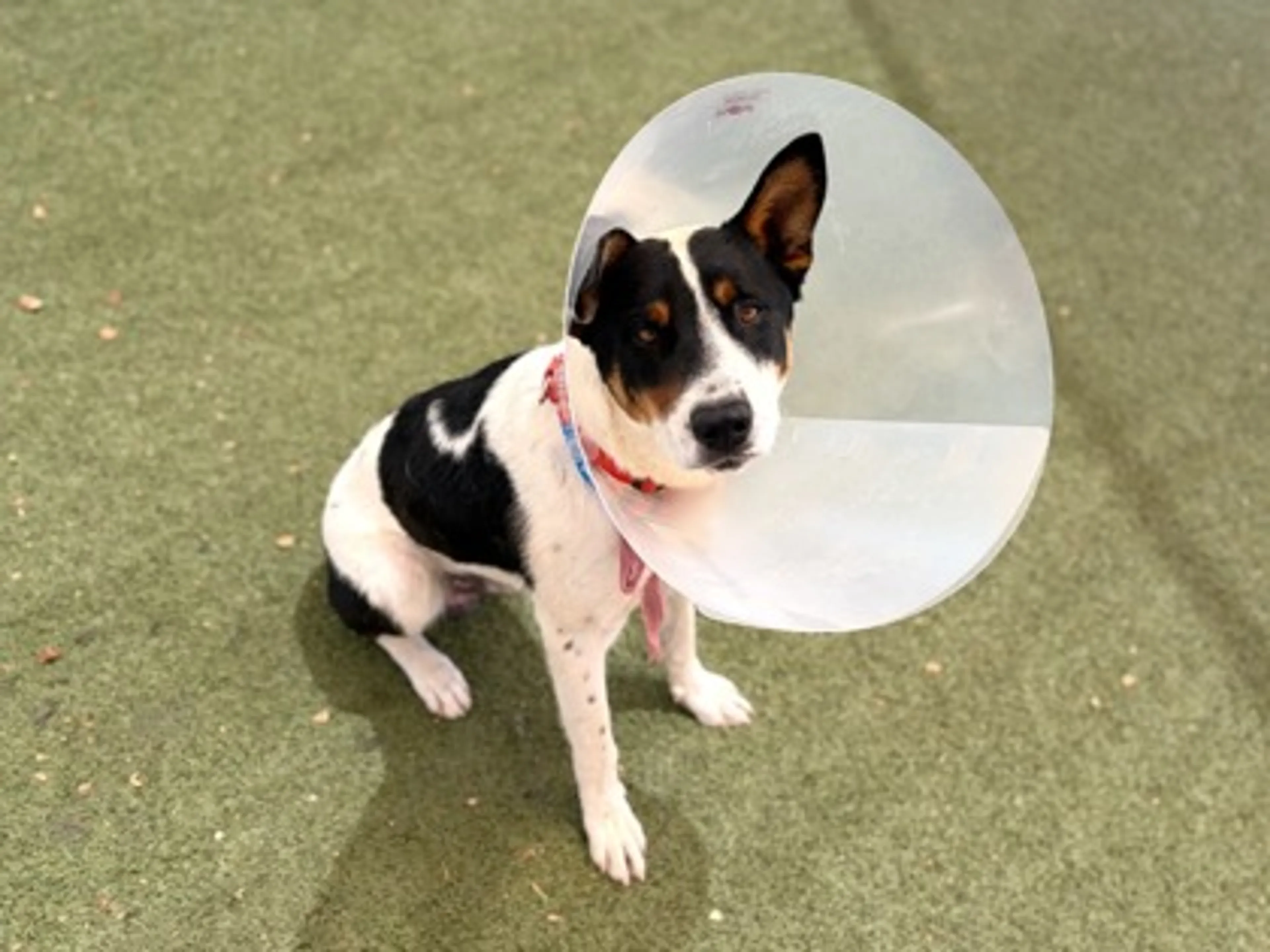 Found pet-2