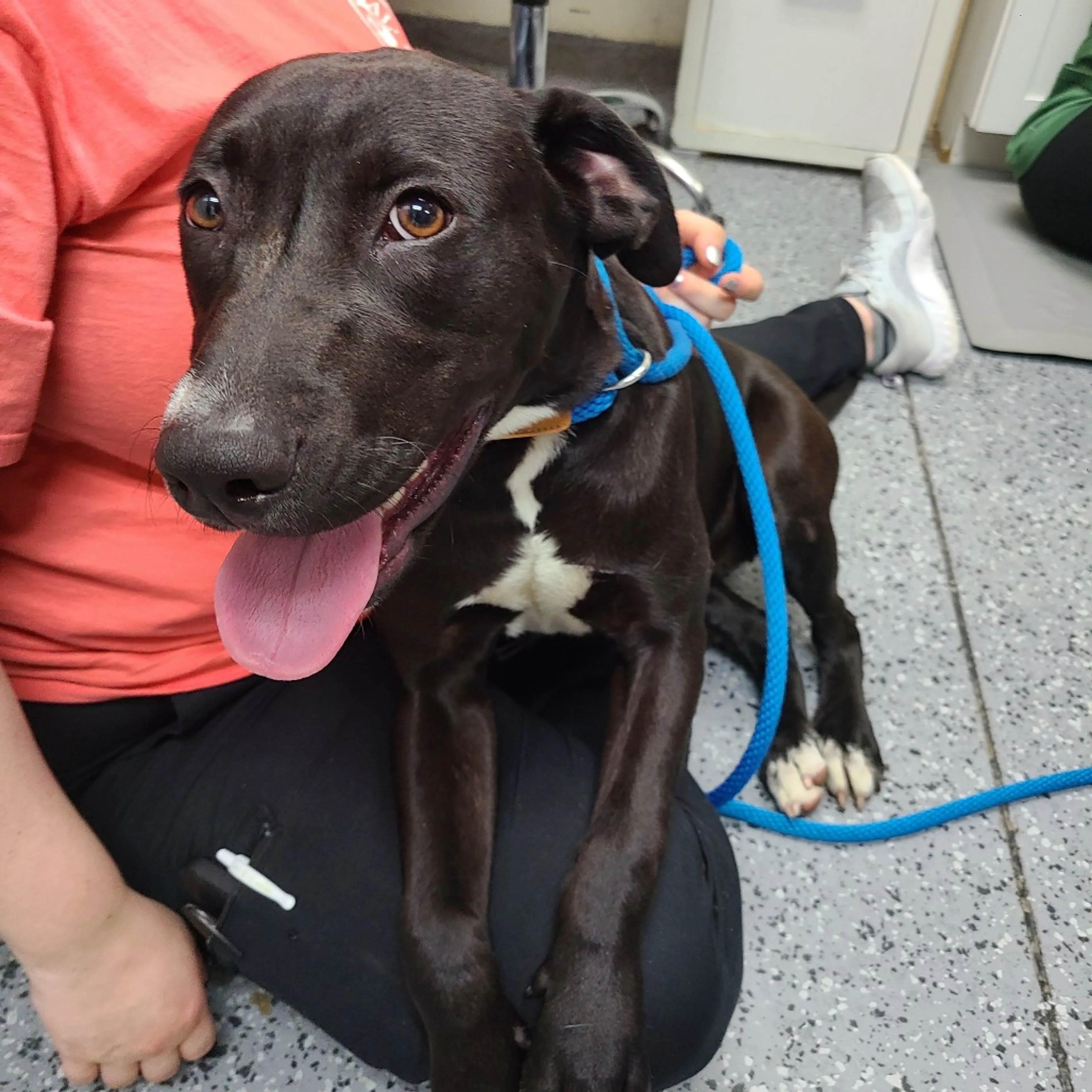 Found pet