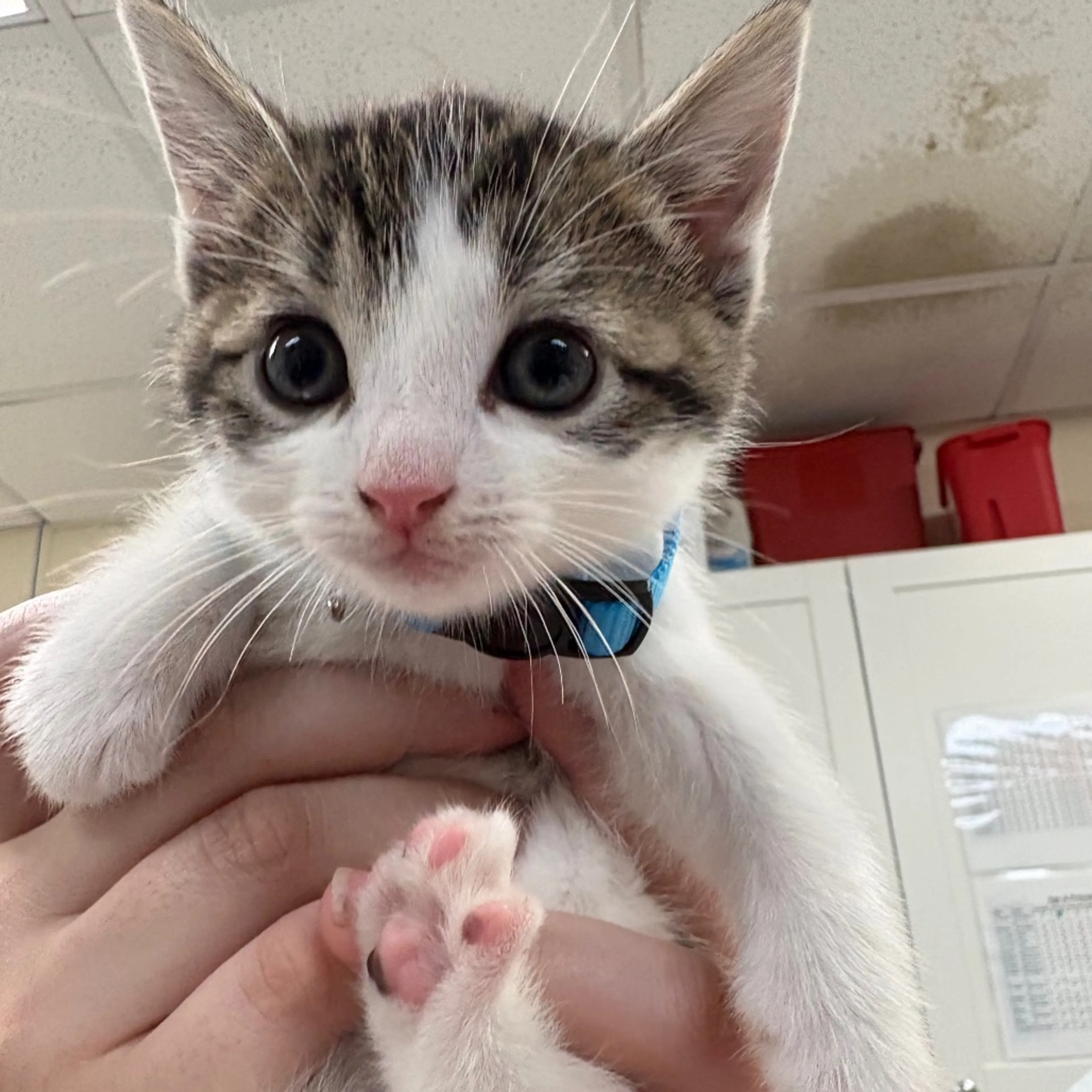 Found pet