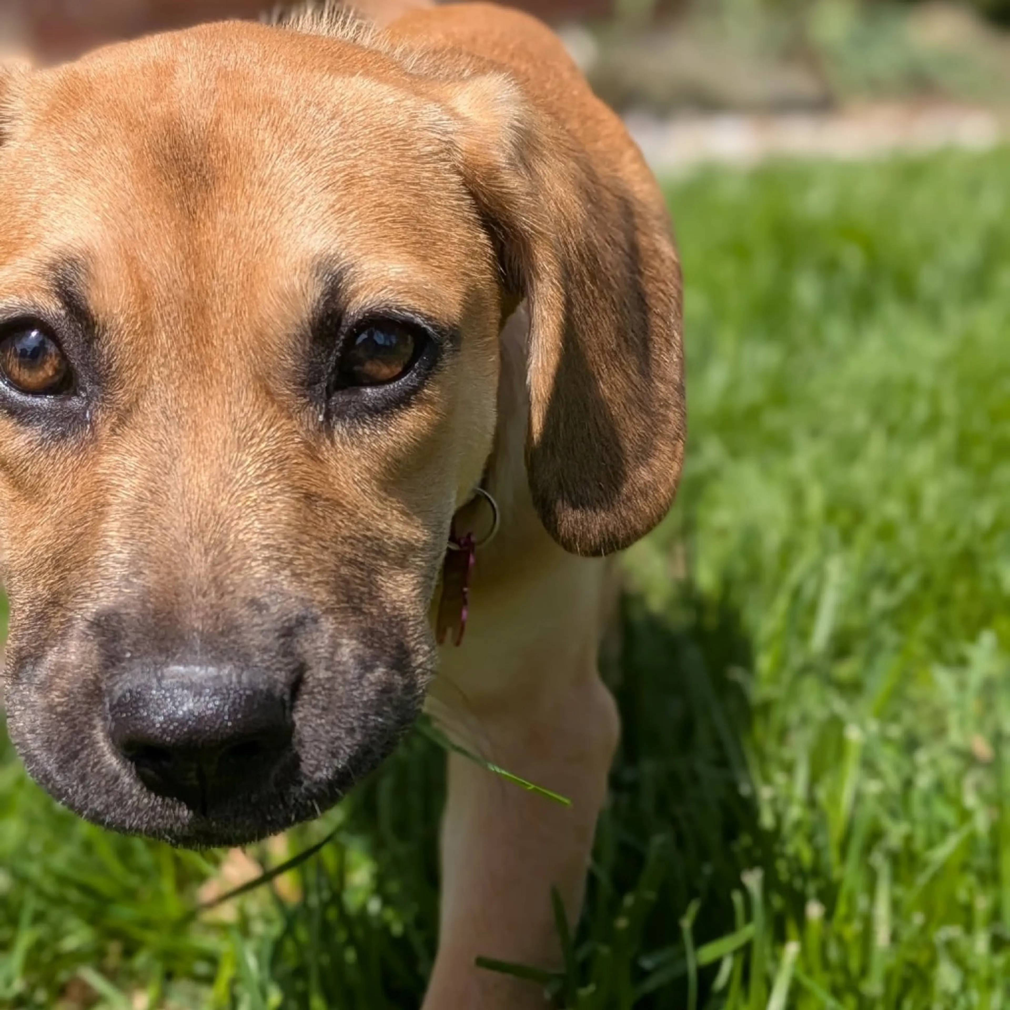 Found pet-2