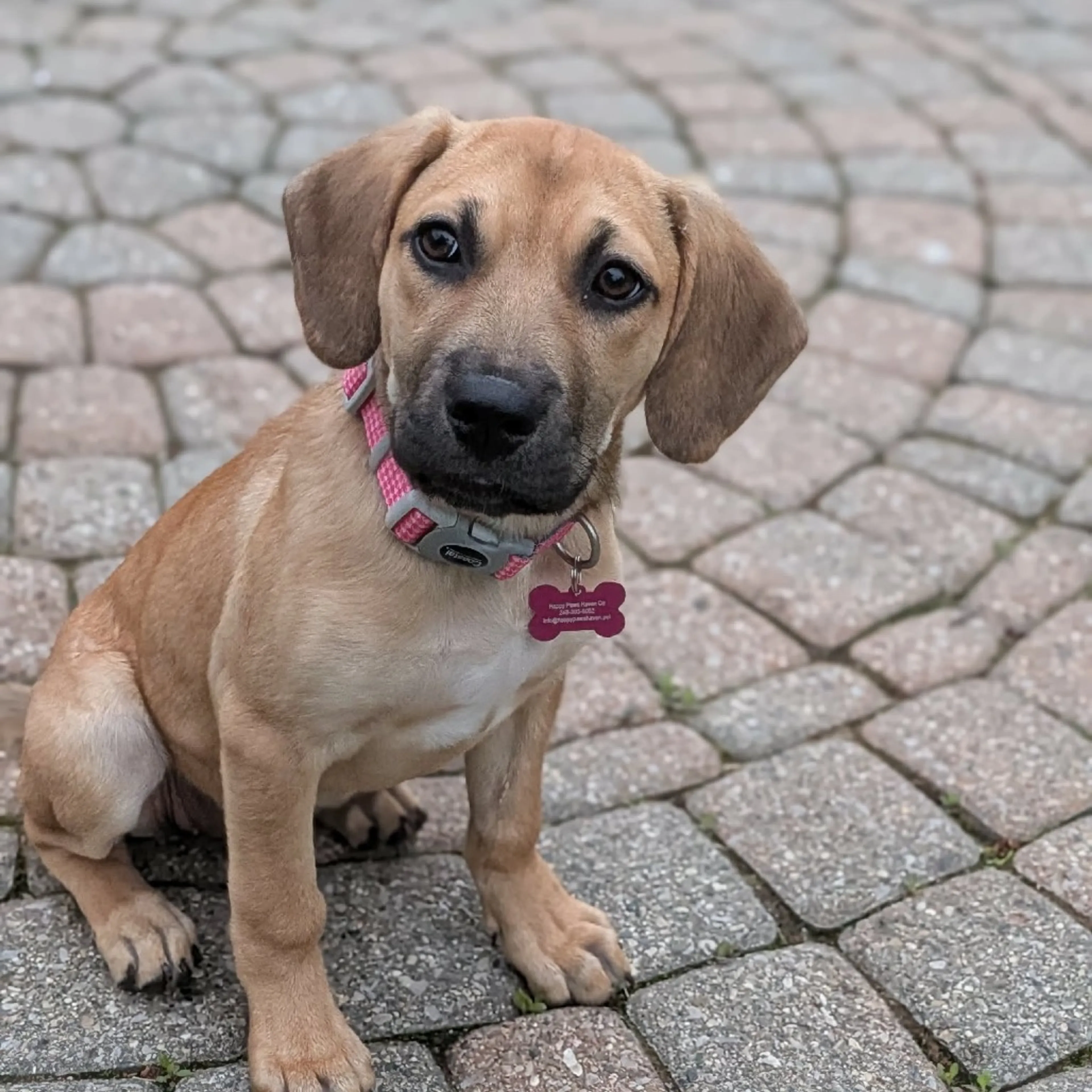 Found pet-1