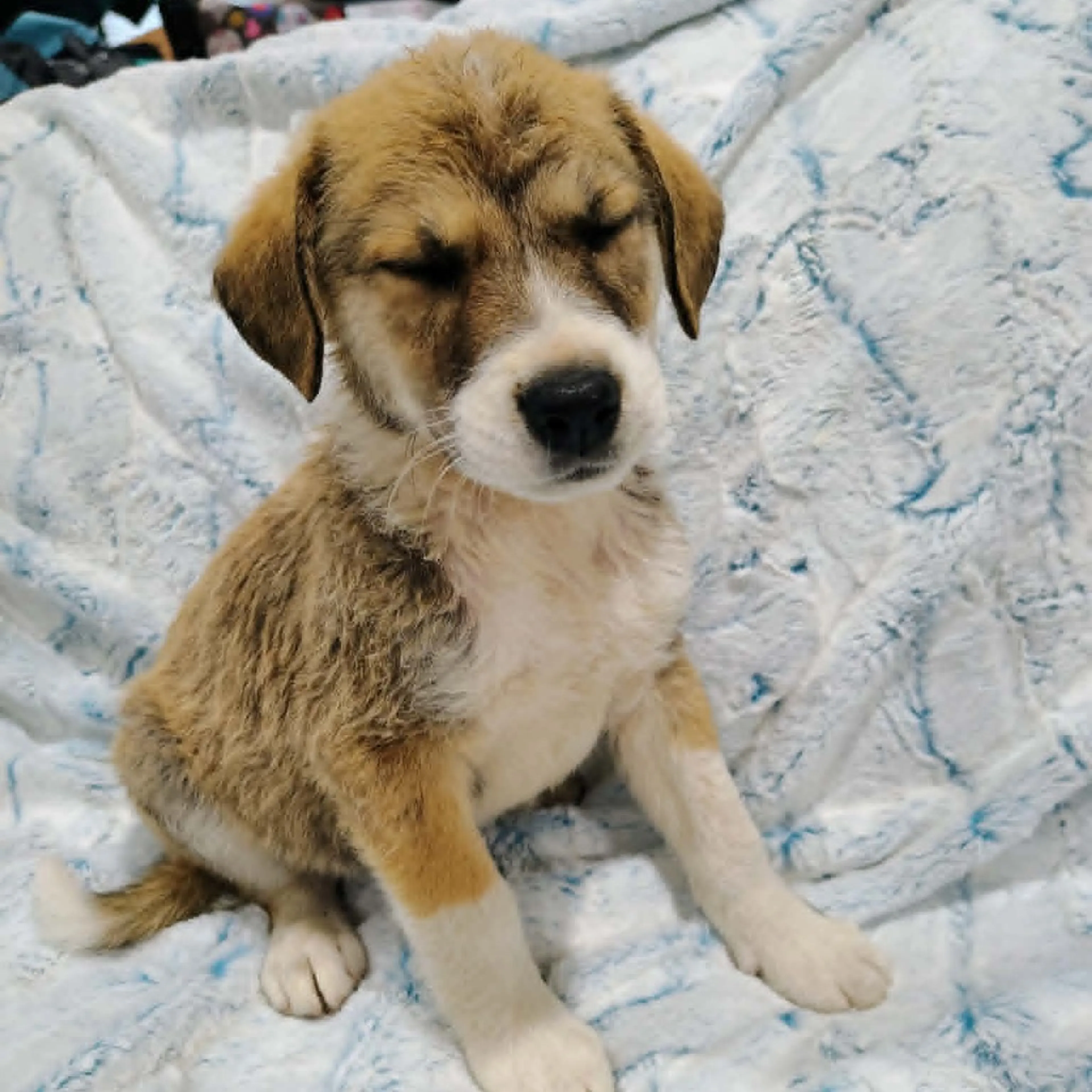 Found pet-1