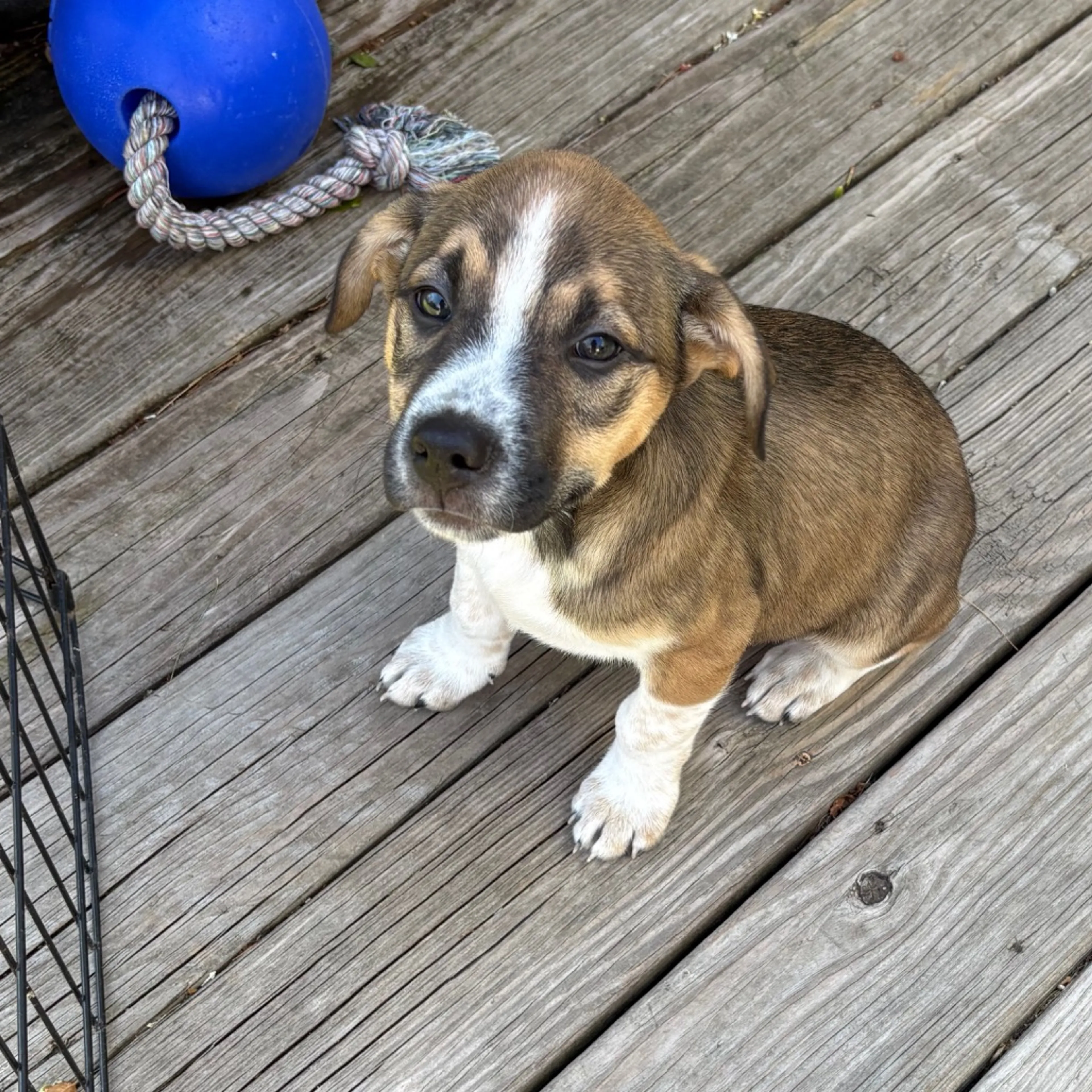 Found pet-3