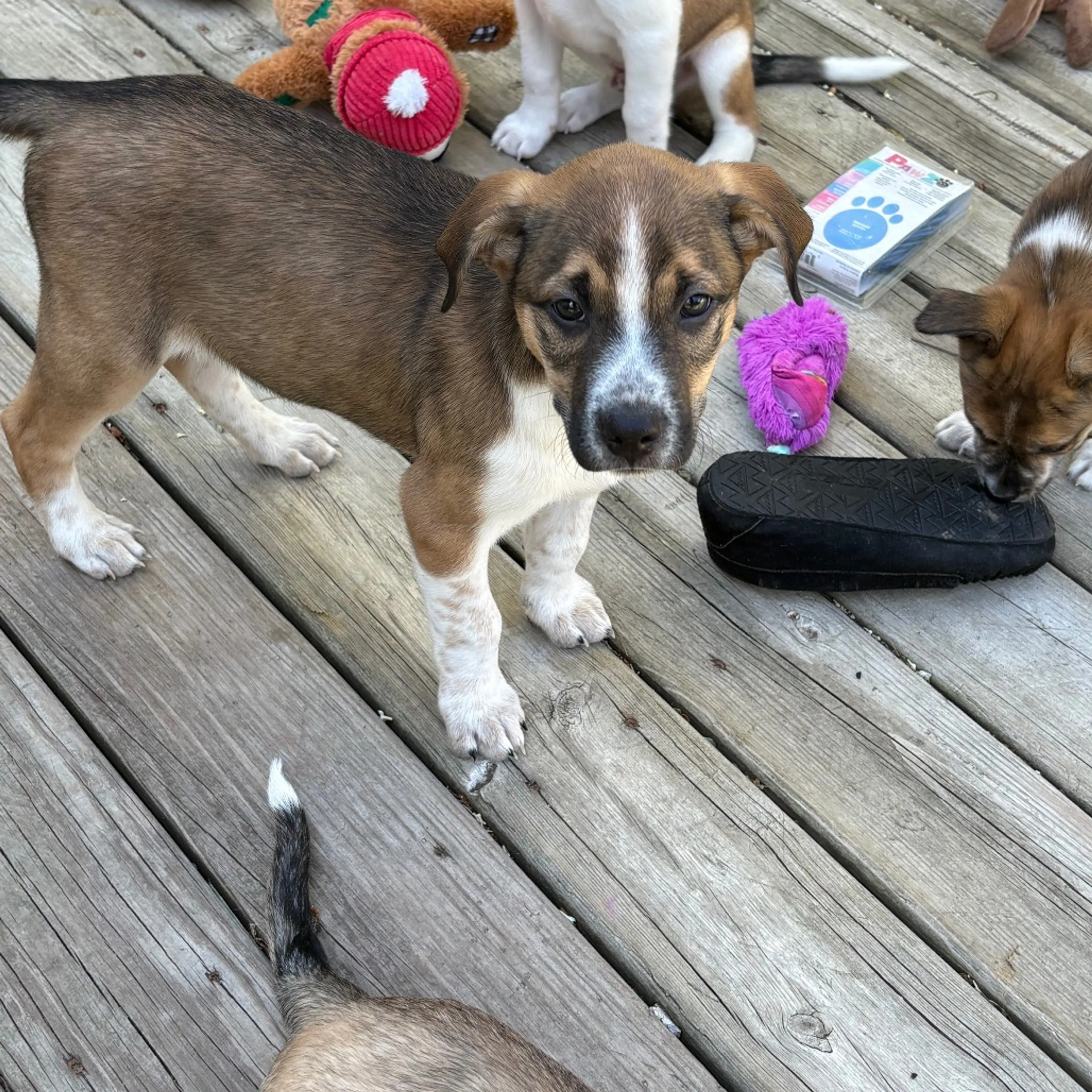 Found pet-4