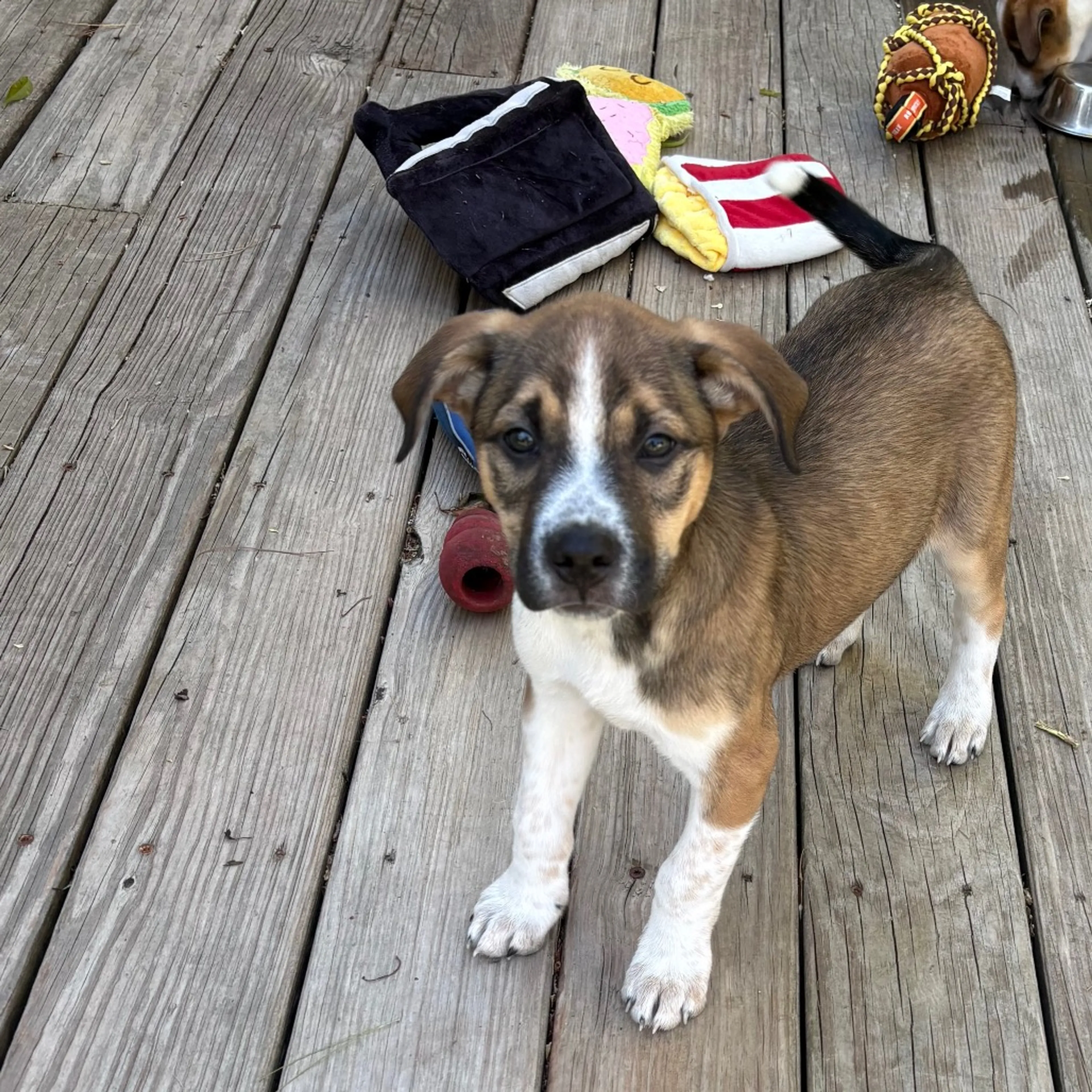 Found pet-3