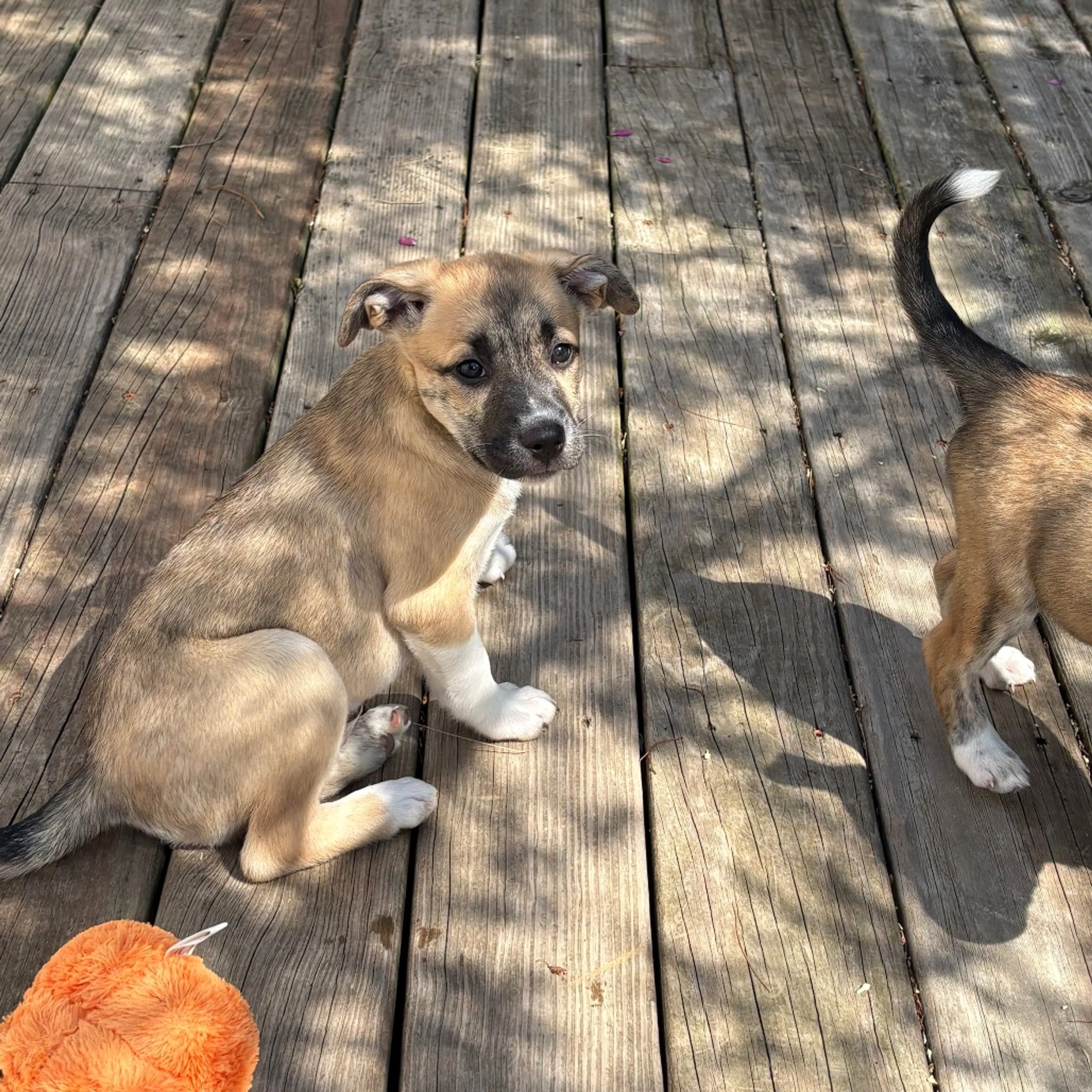 Found pet-3