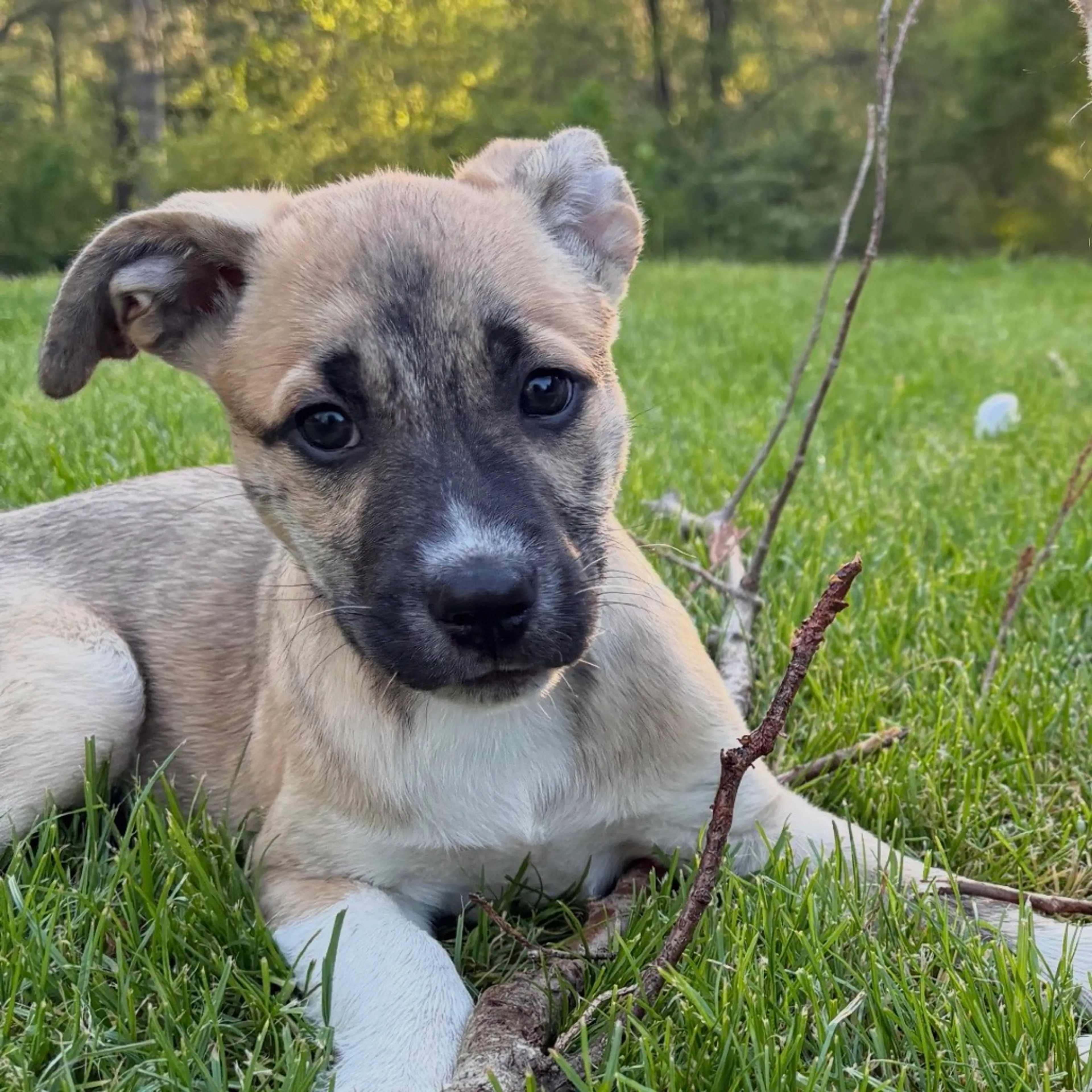 Found pet-6