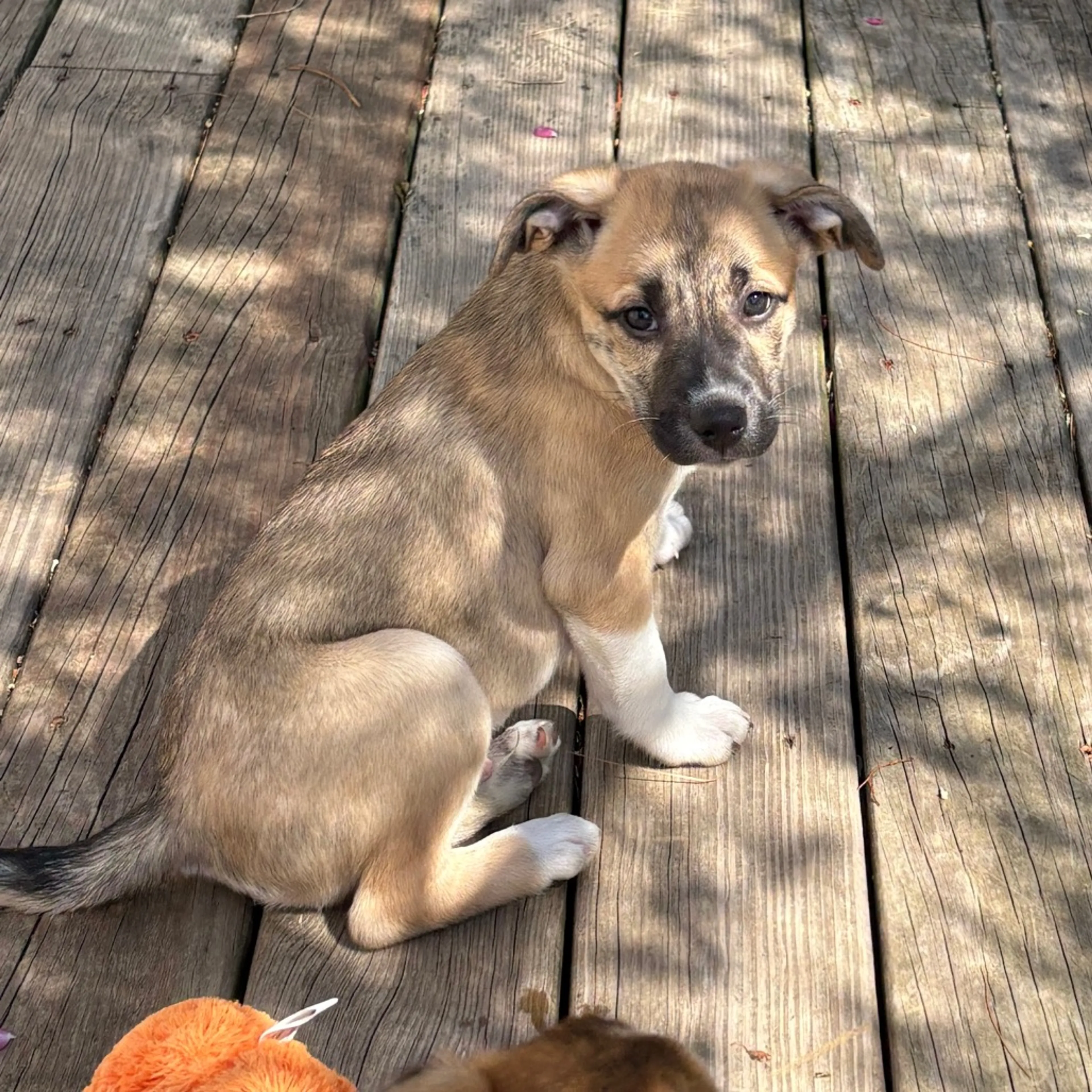 Found pet-2