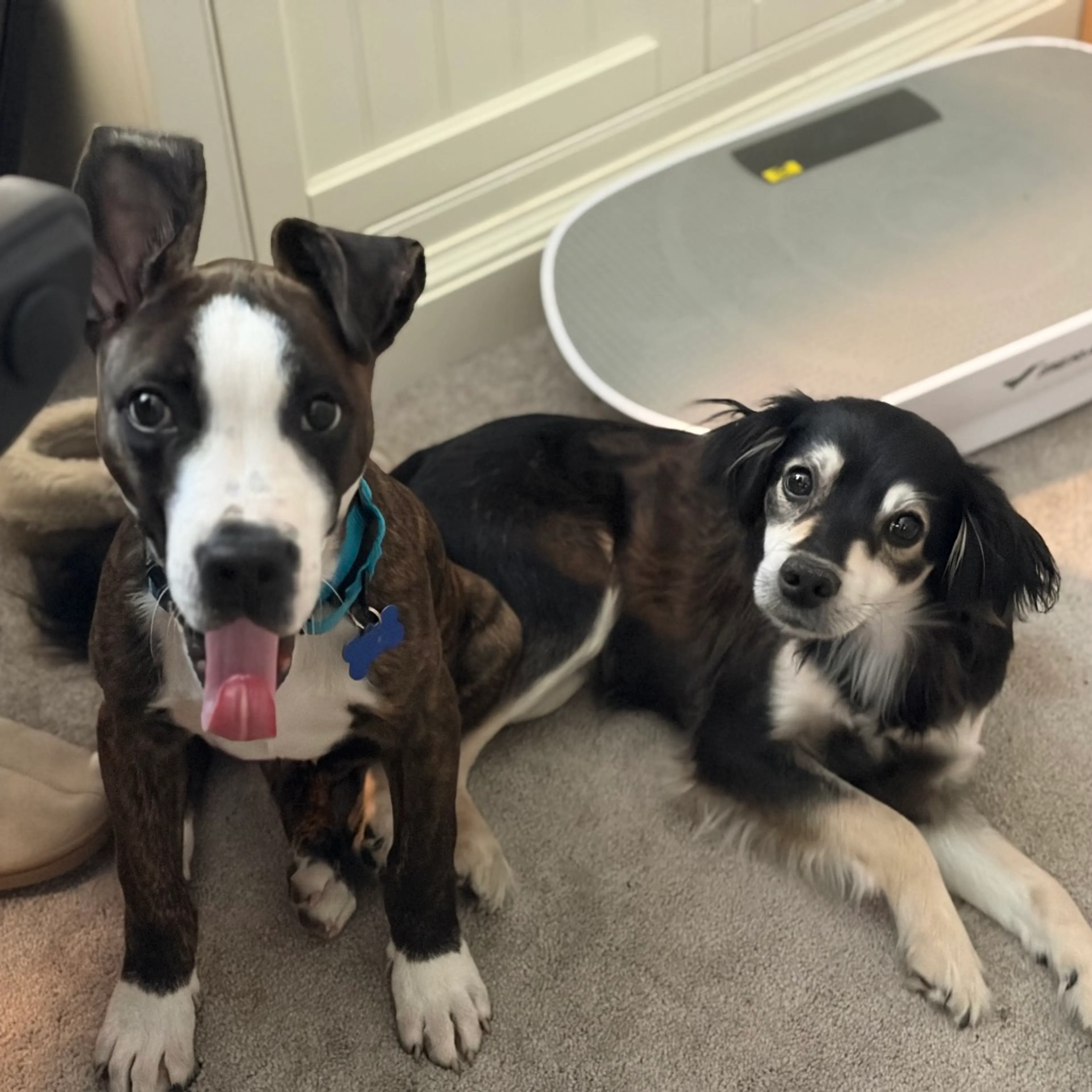 Found pet-2