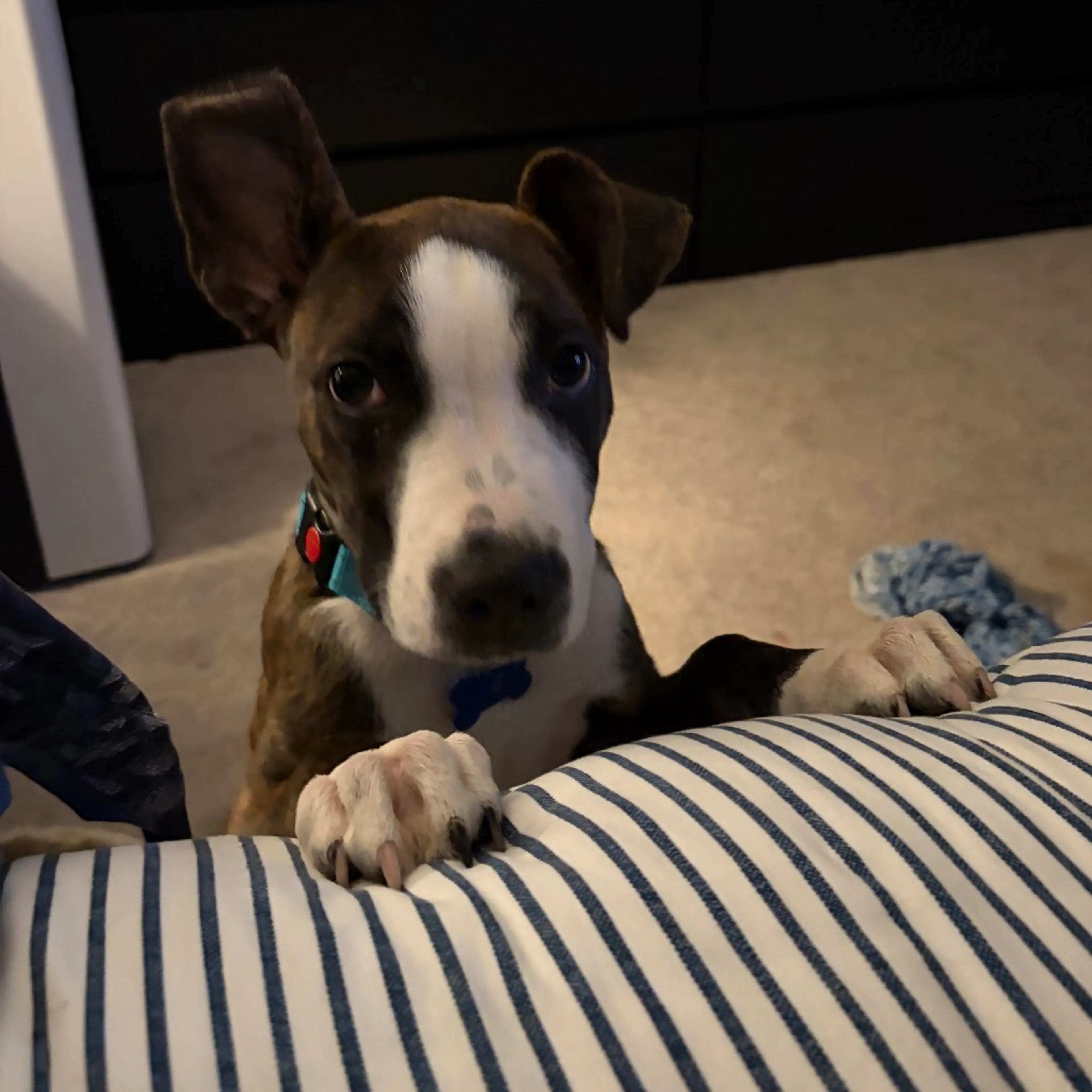 Found pet-3