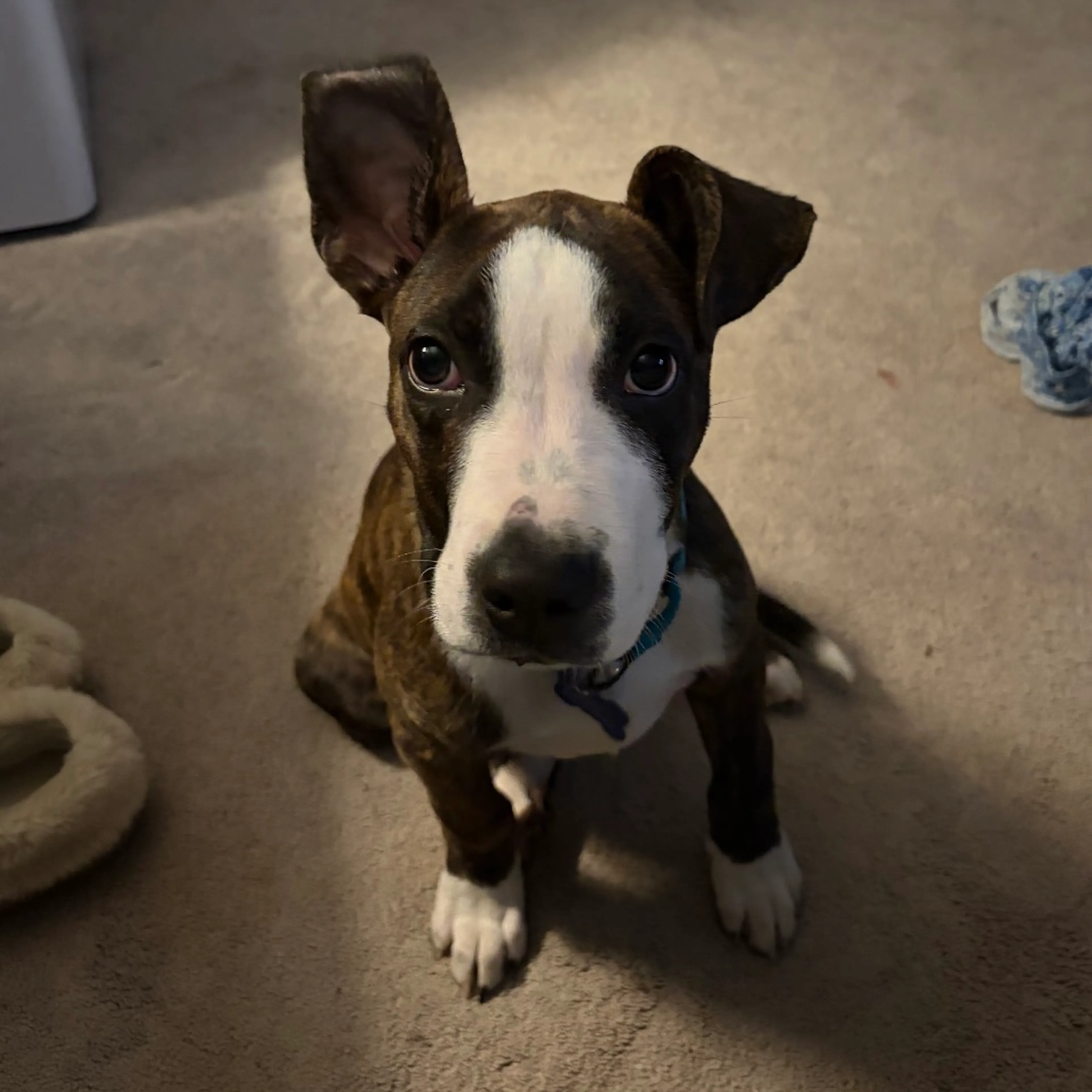 Found pet-0