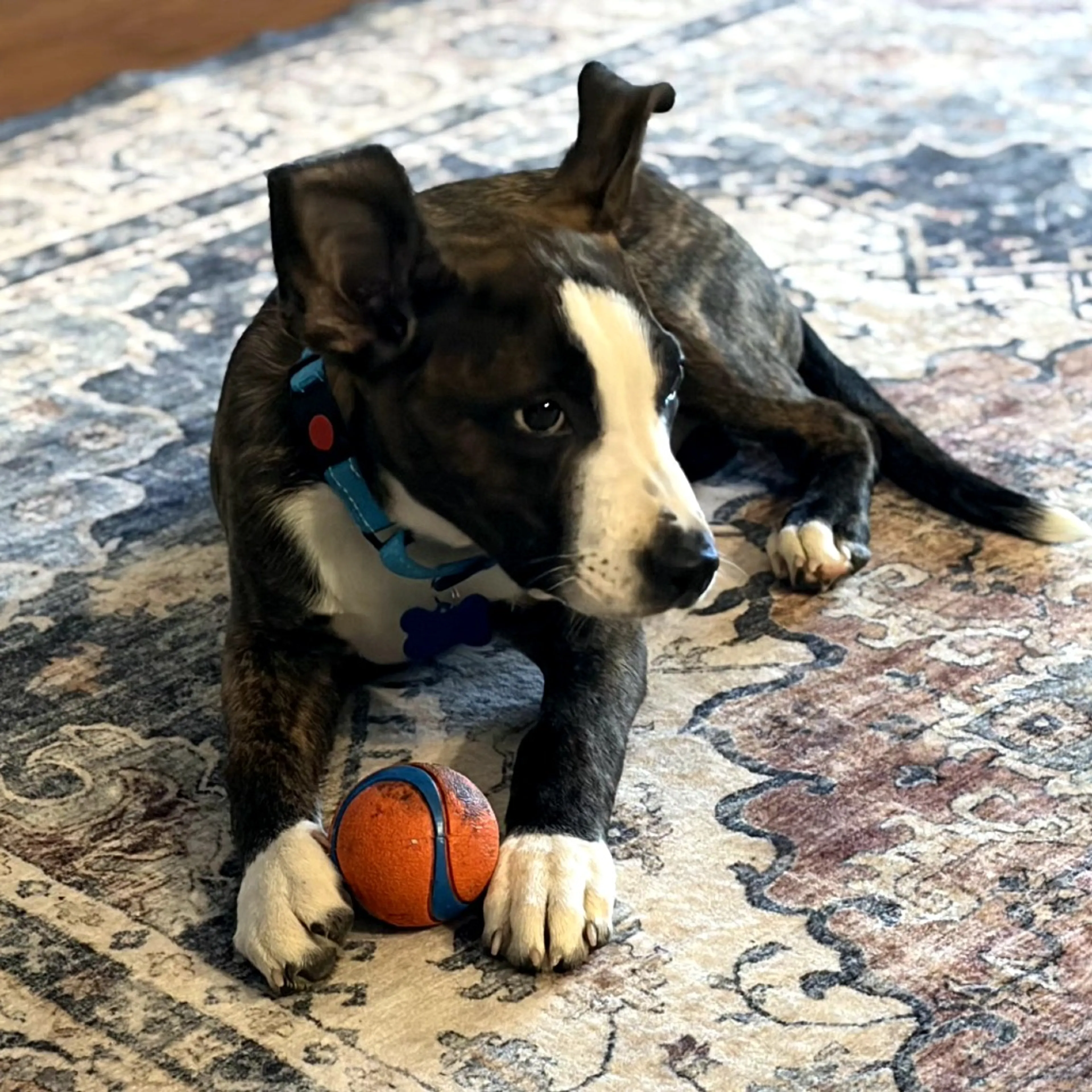 Found pet-1