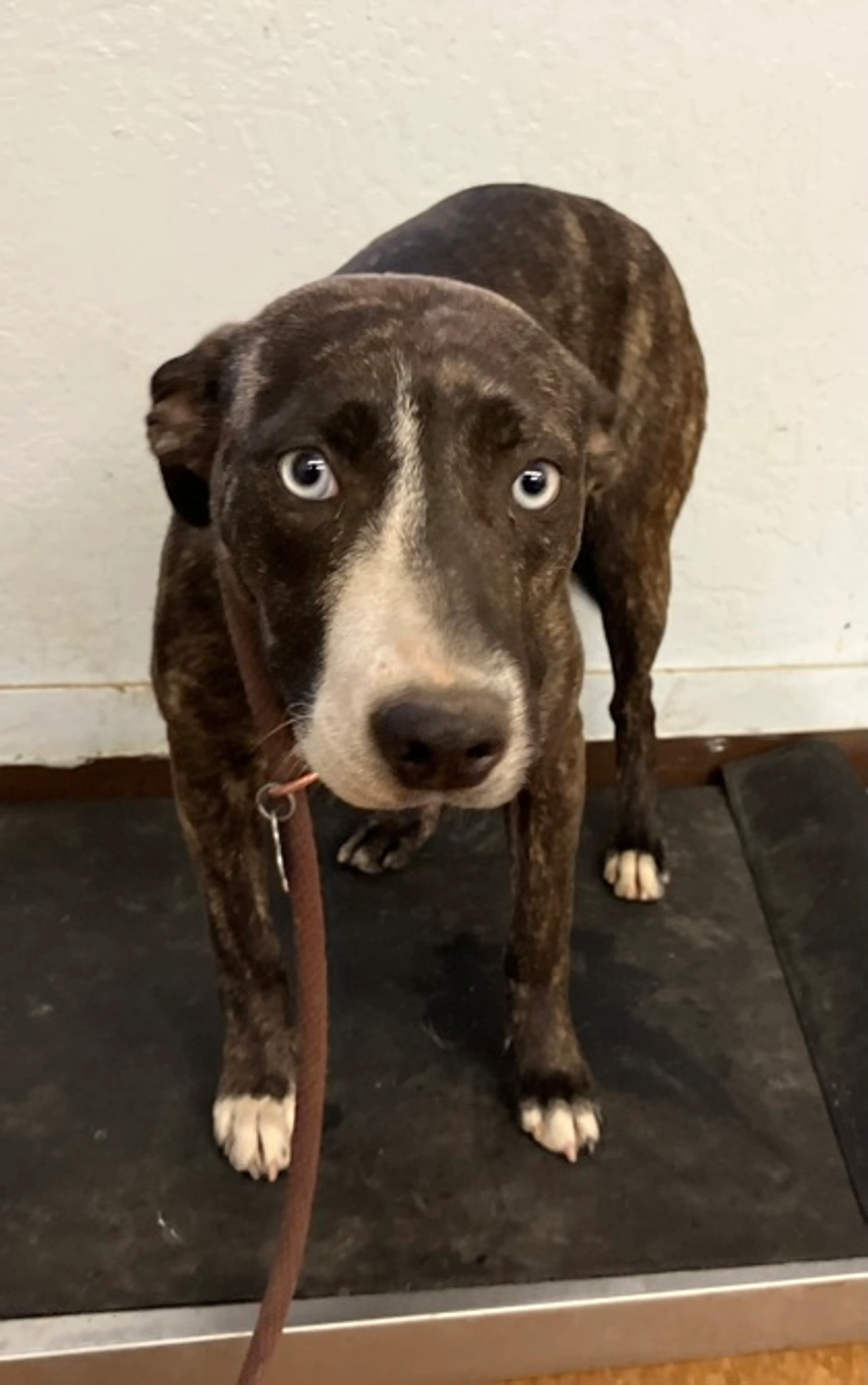 Found pet