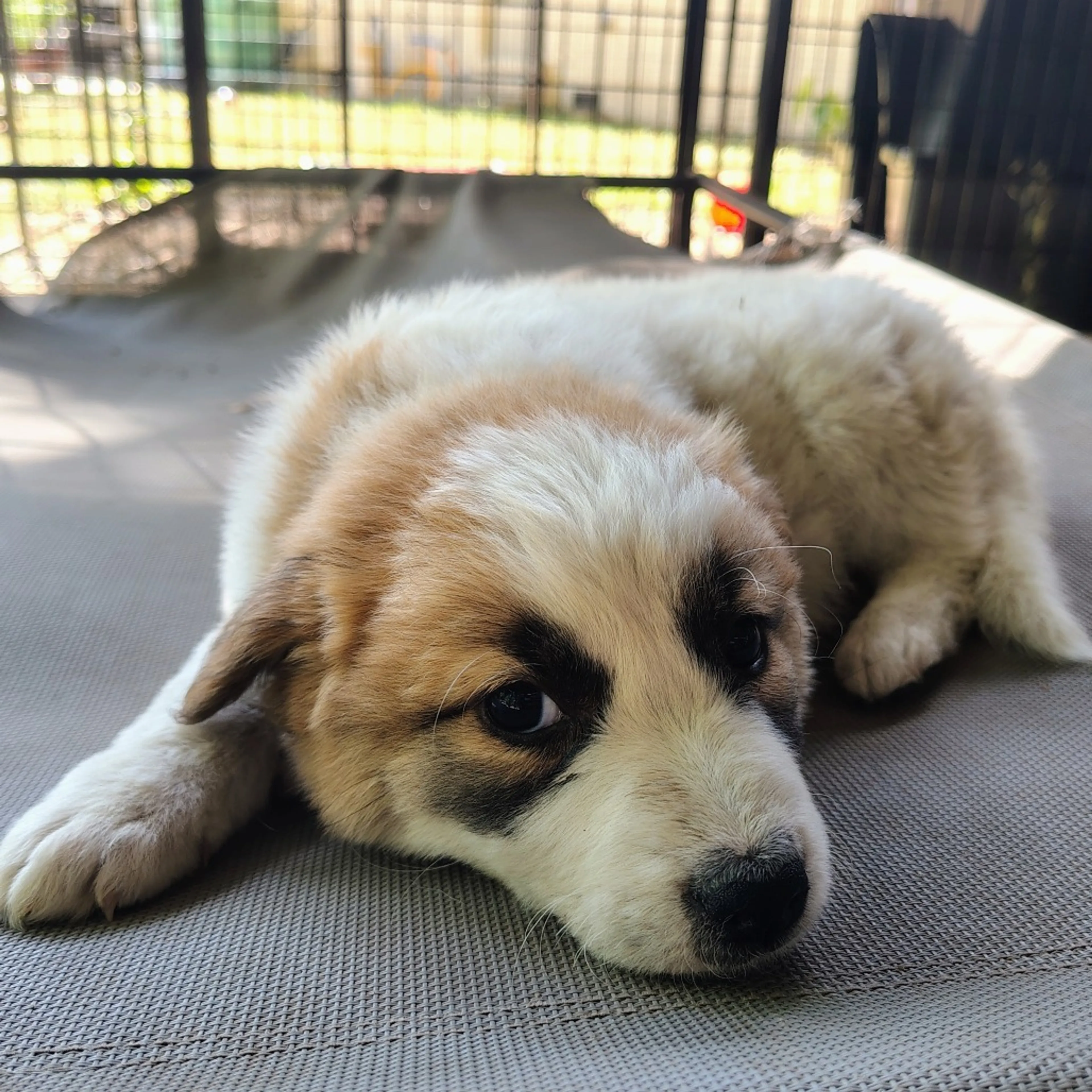 Found pet