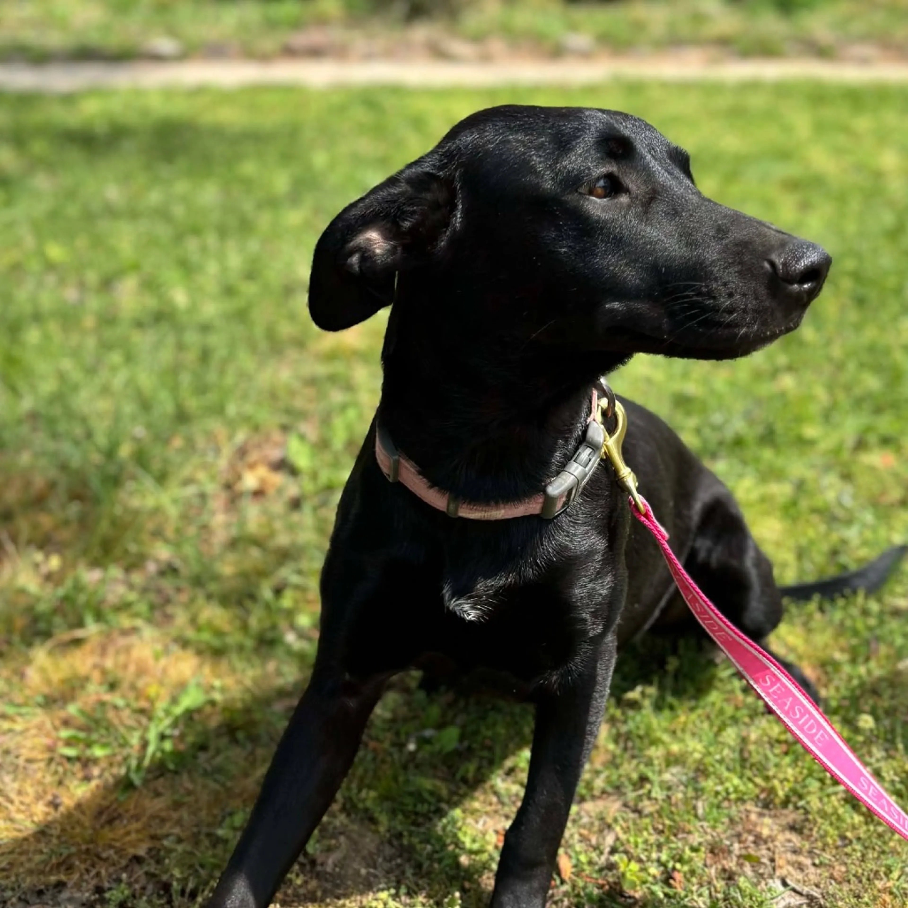 Found pet-8