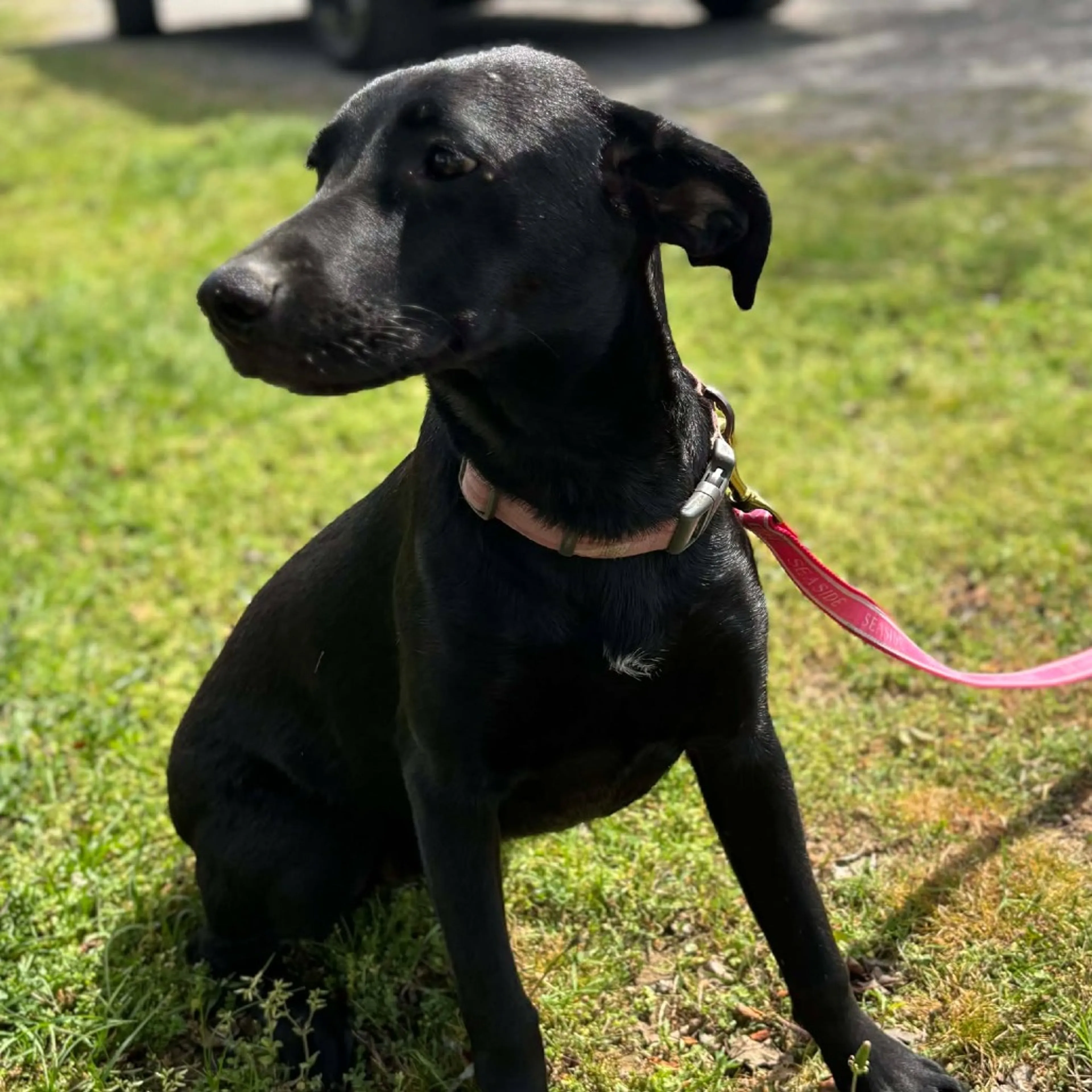 Found pet-5