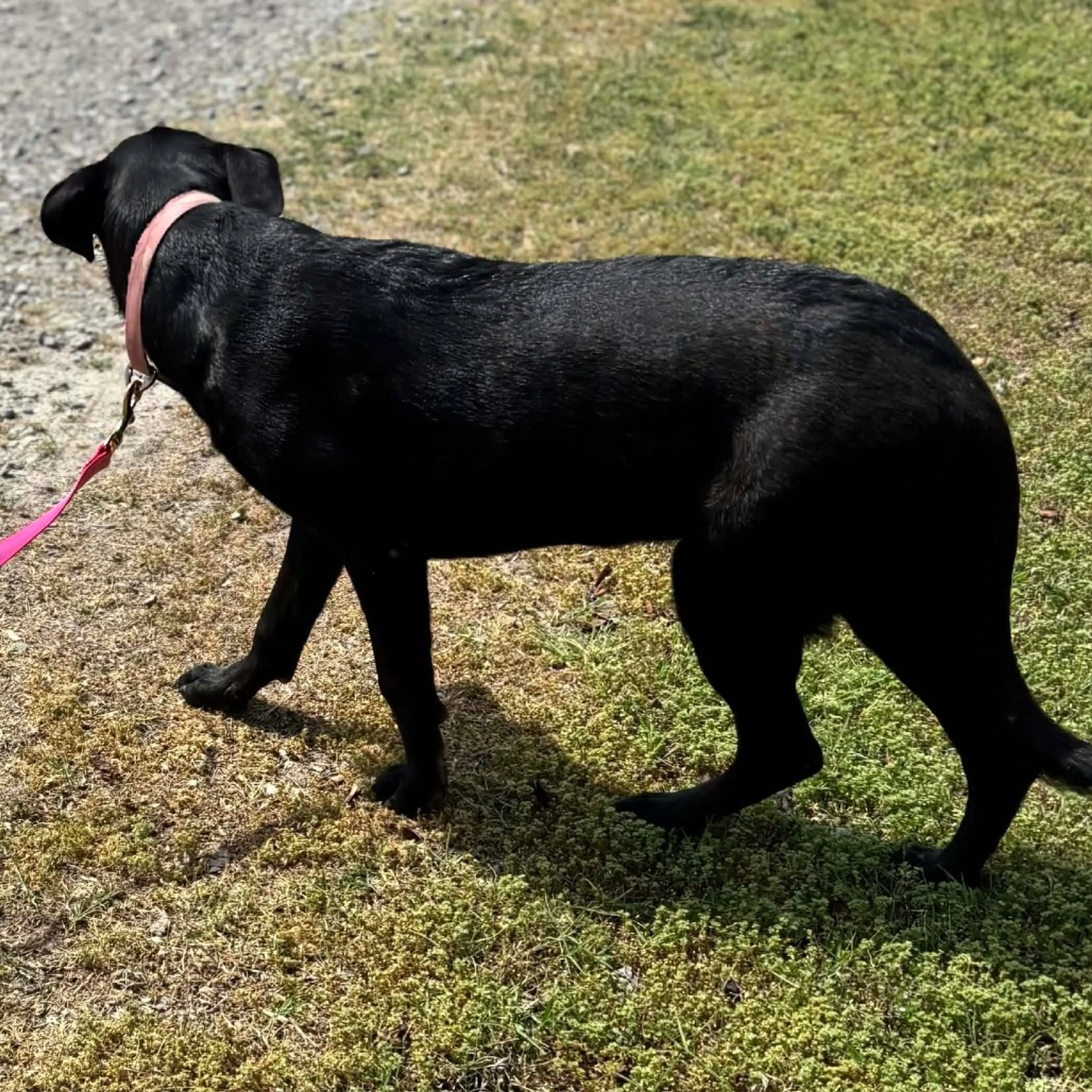 Found pet-9