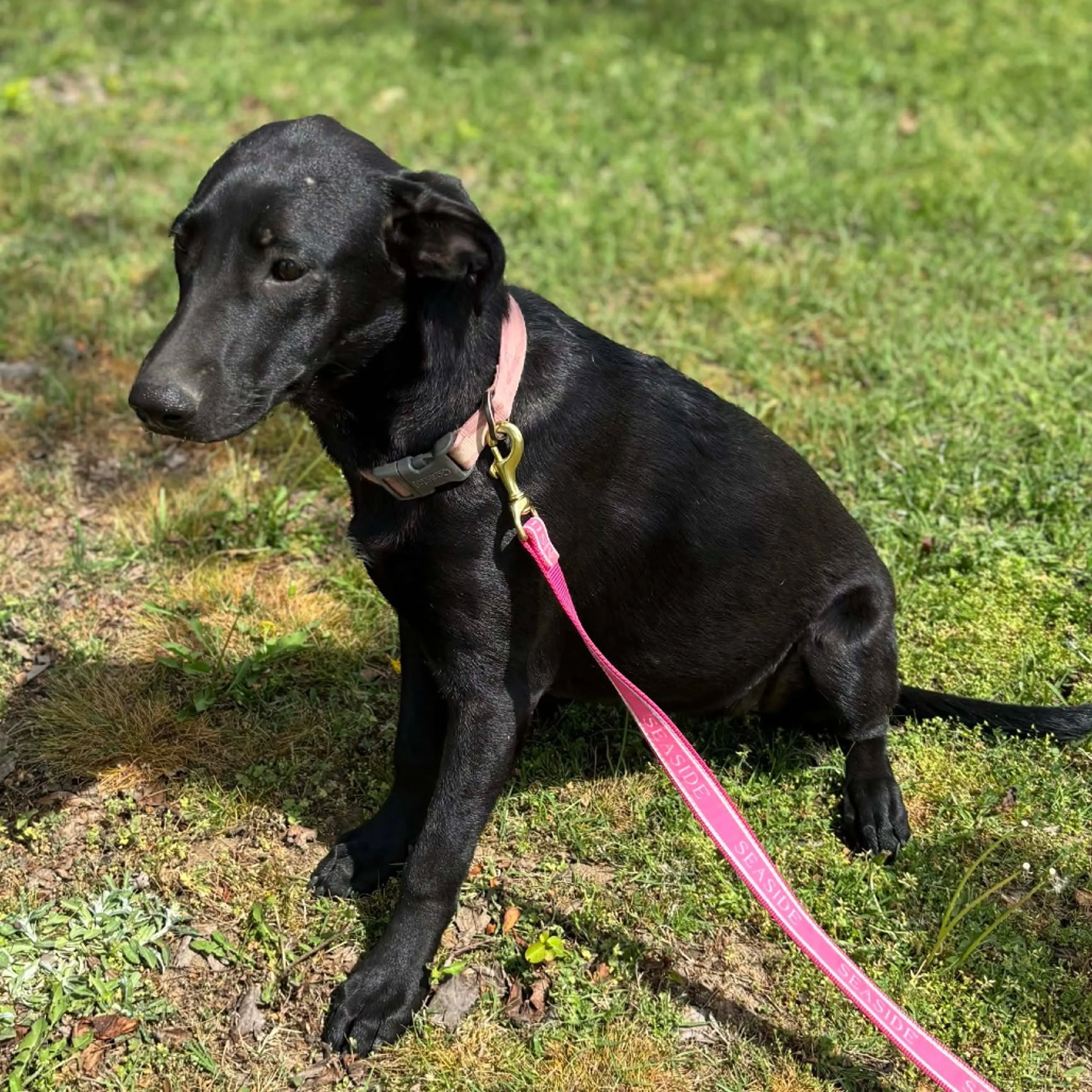 Found pet-6