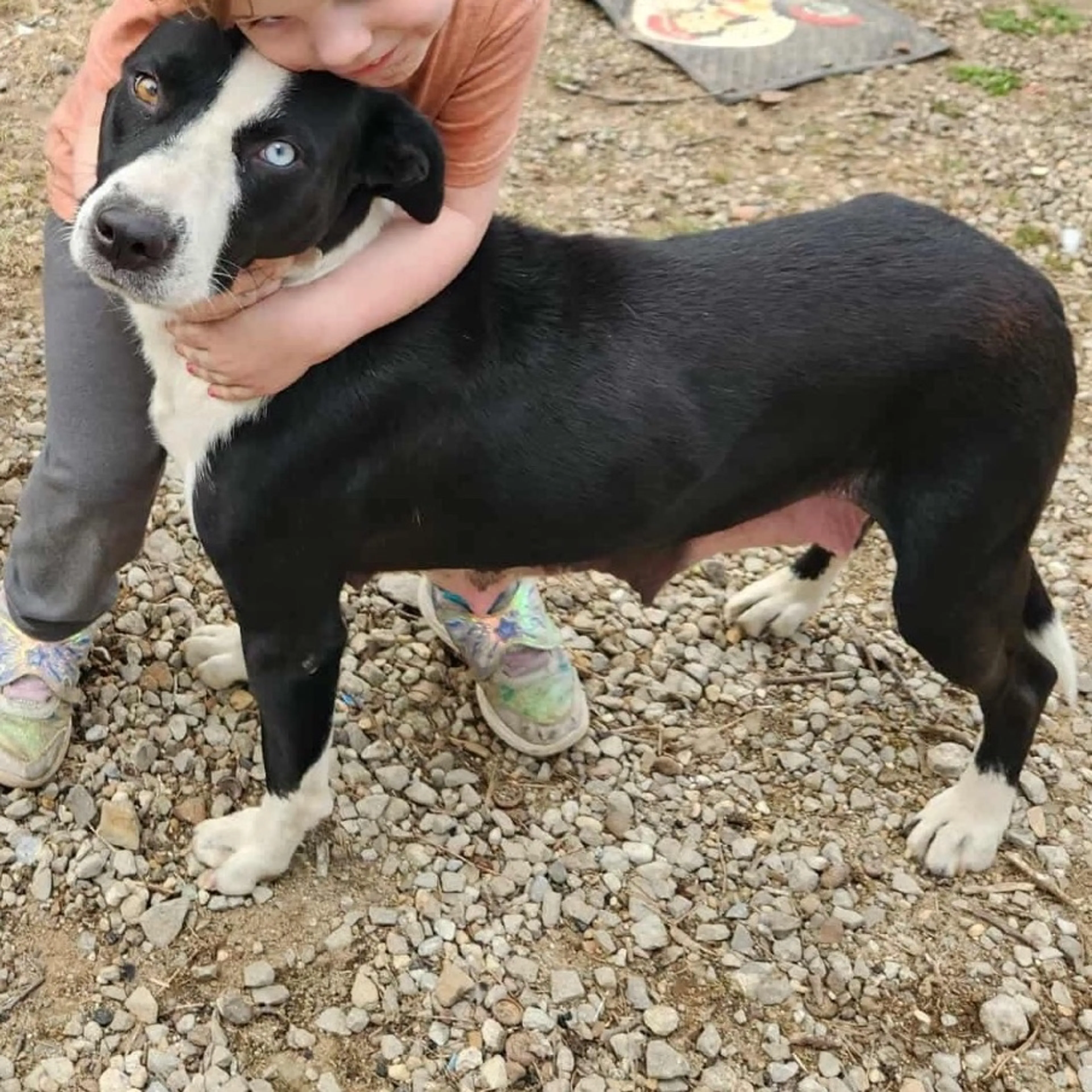 Found pet-1