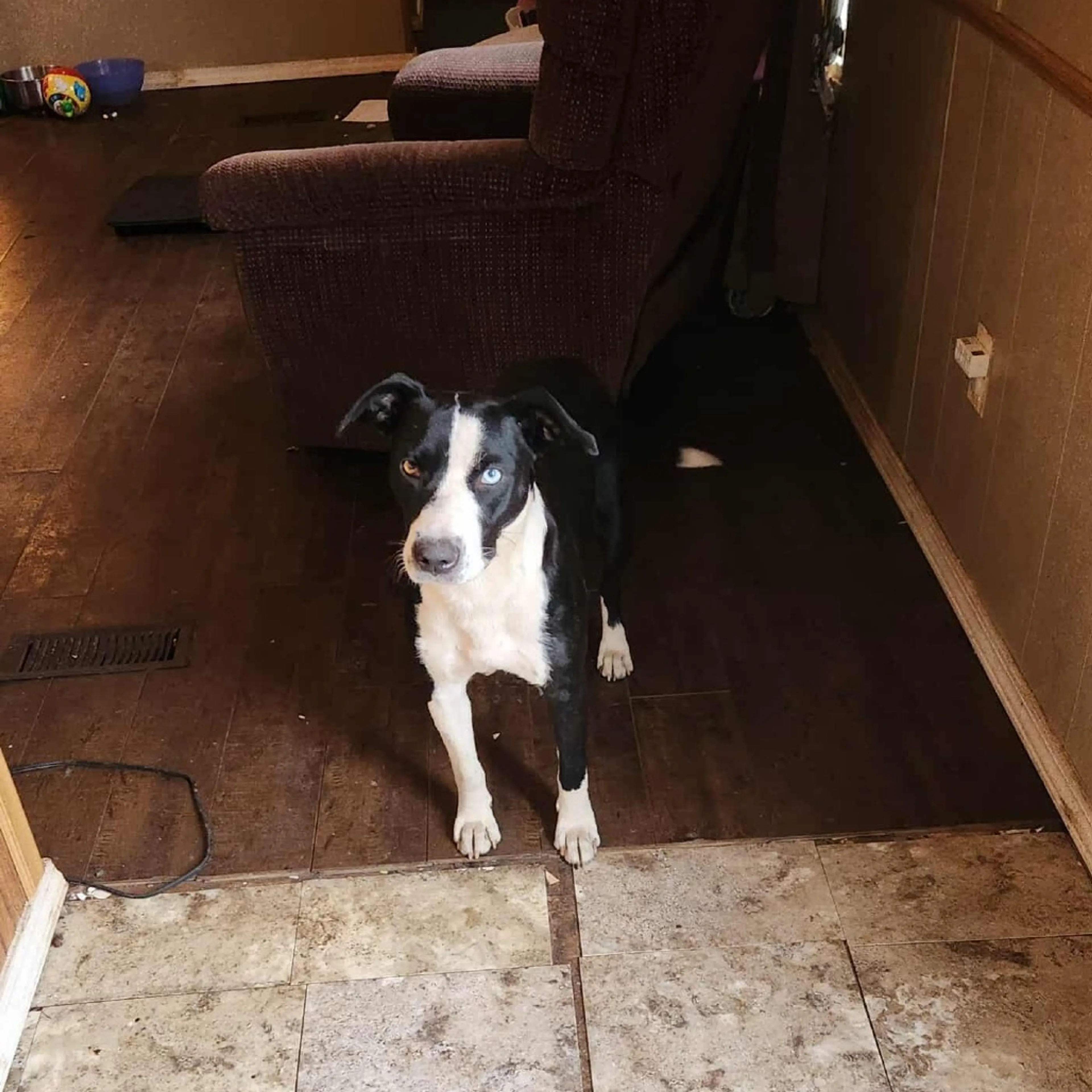 Found pet-3