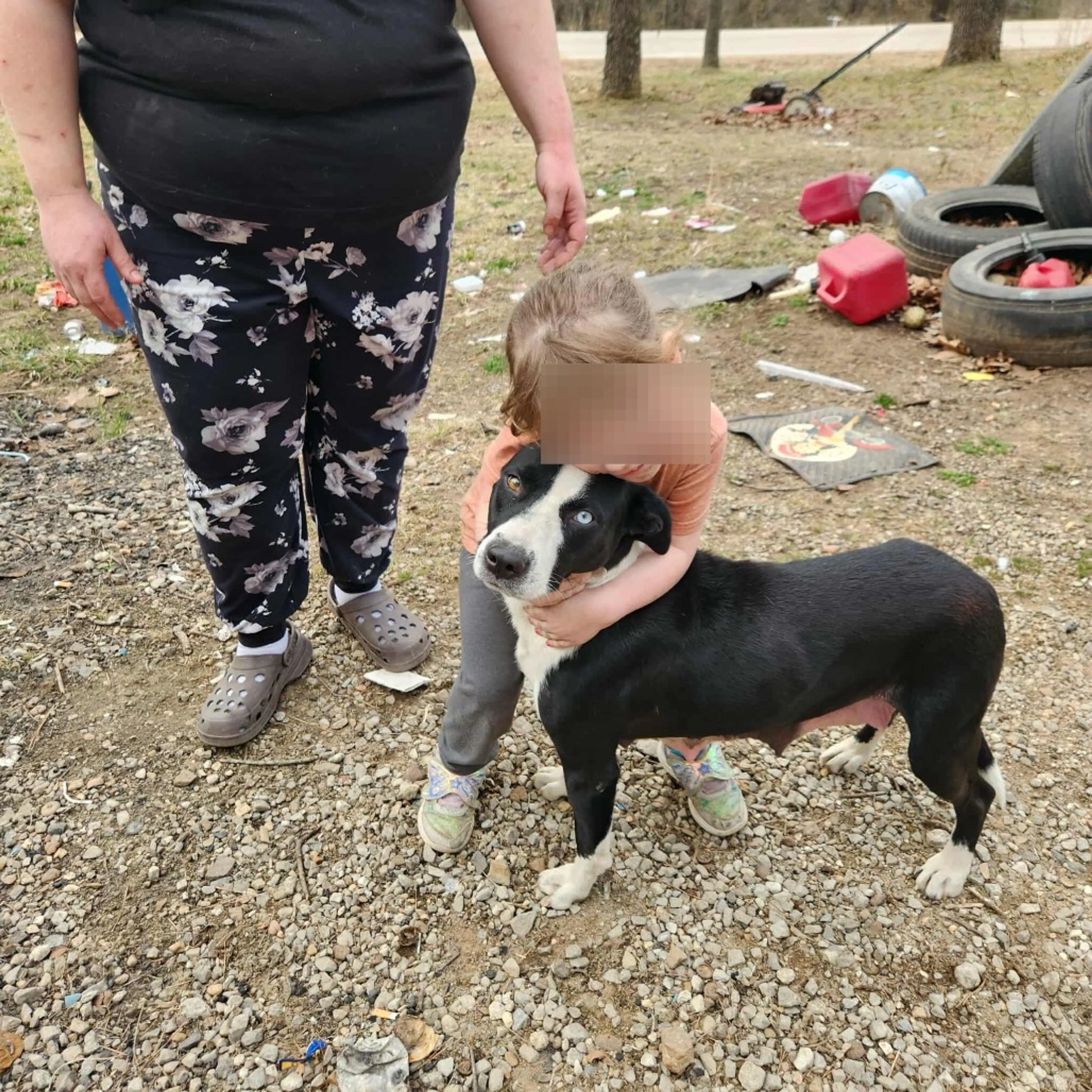 Found pet-4