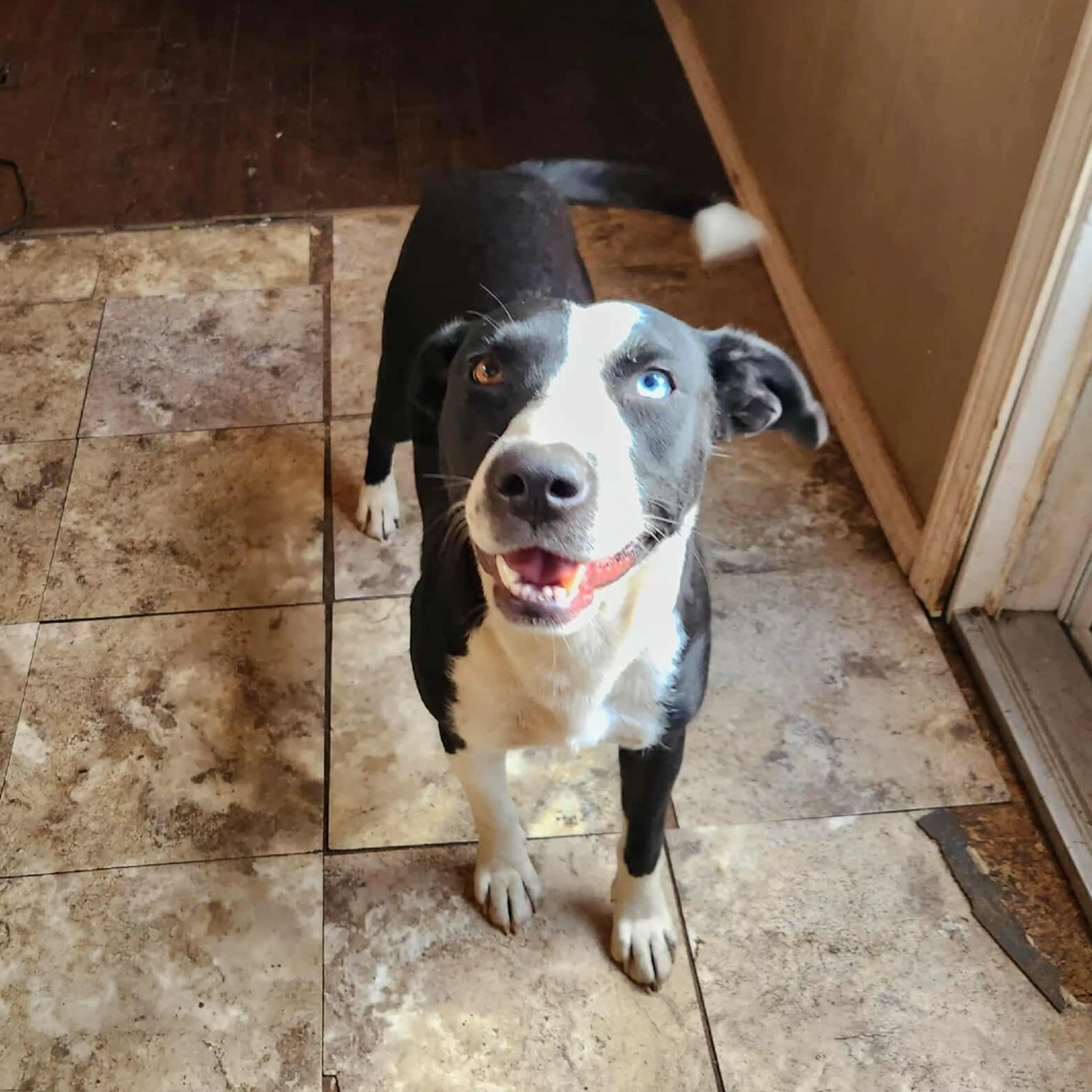 Found pet-2