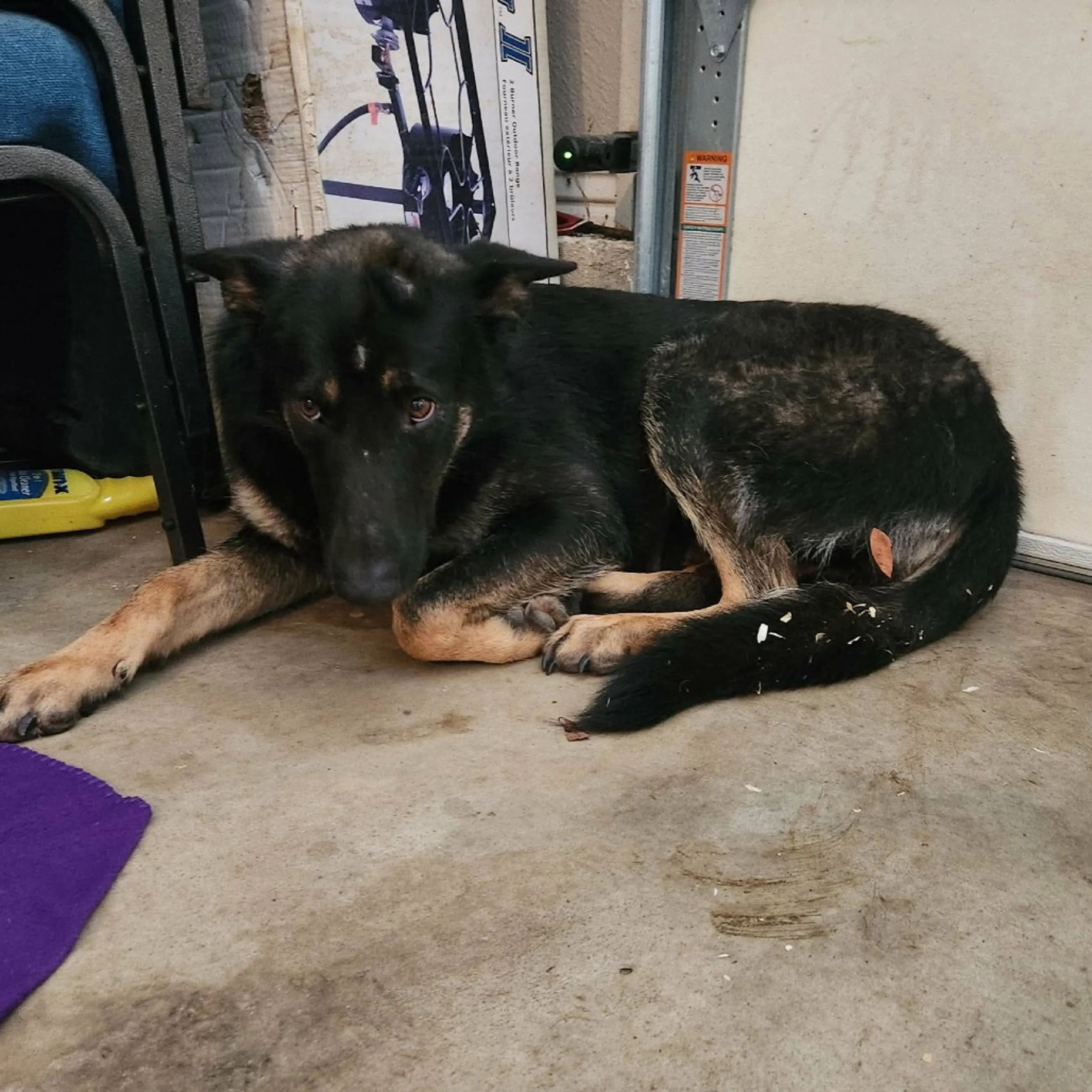 Found pet