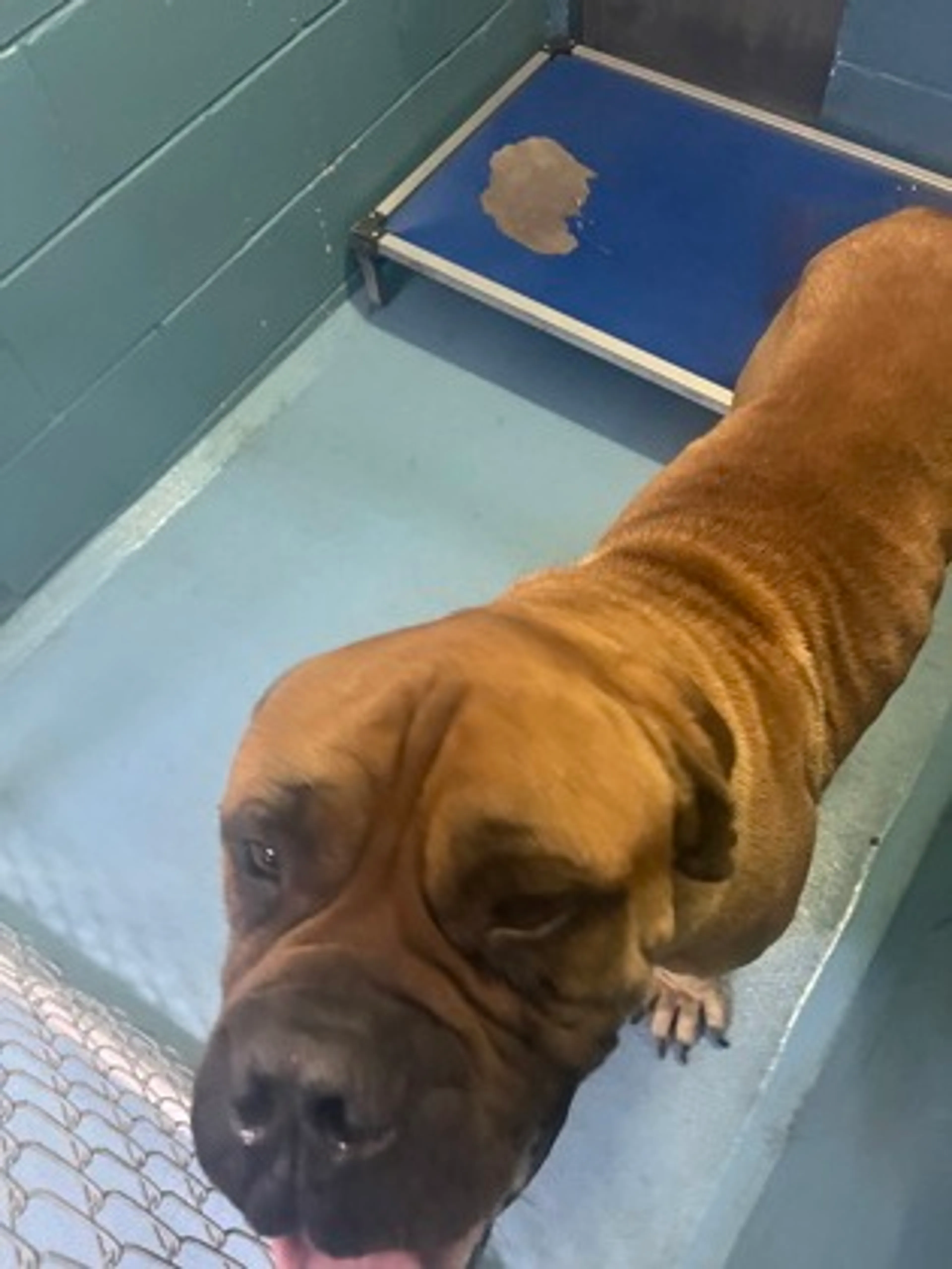 Found pet