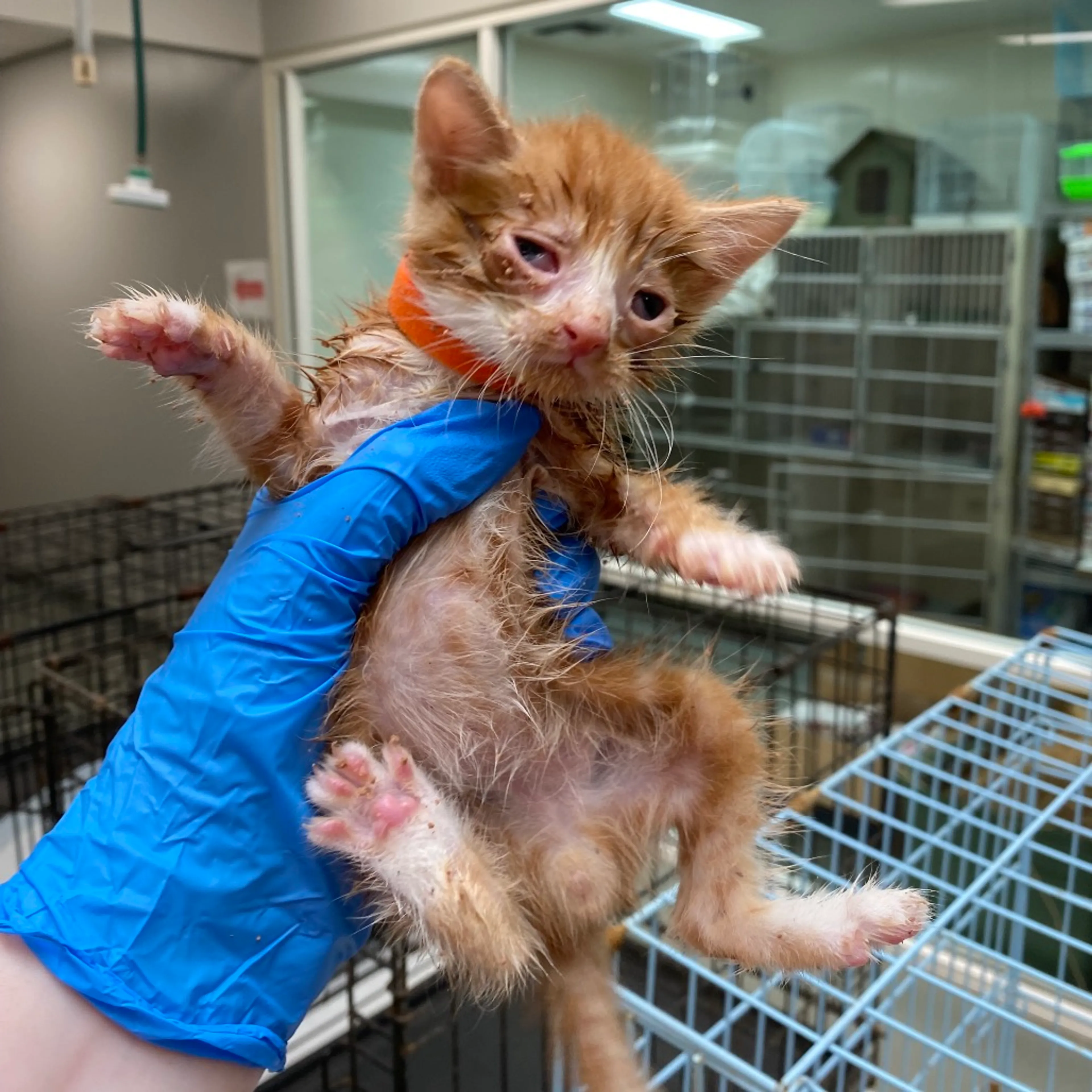 Found pet-1