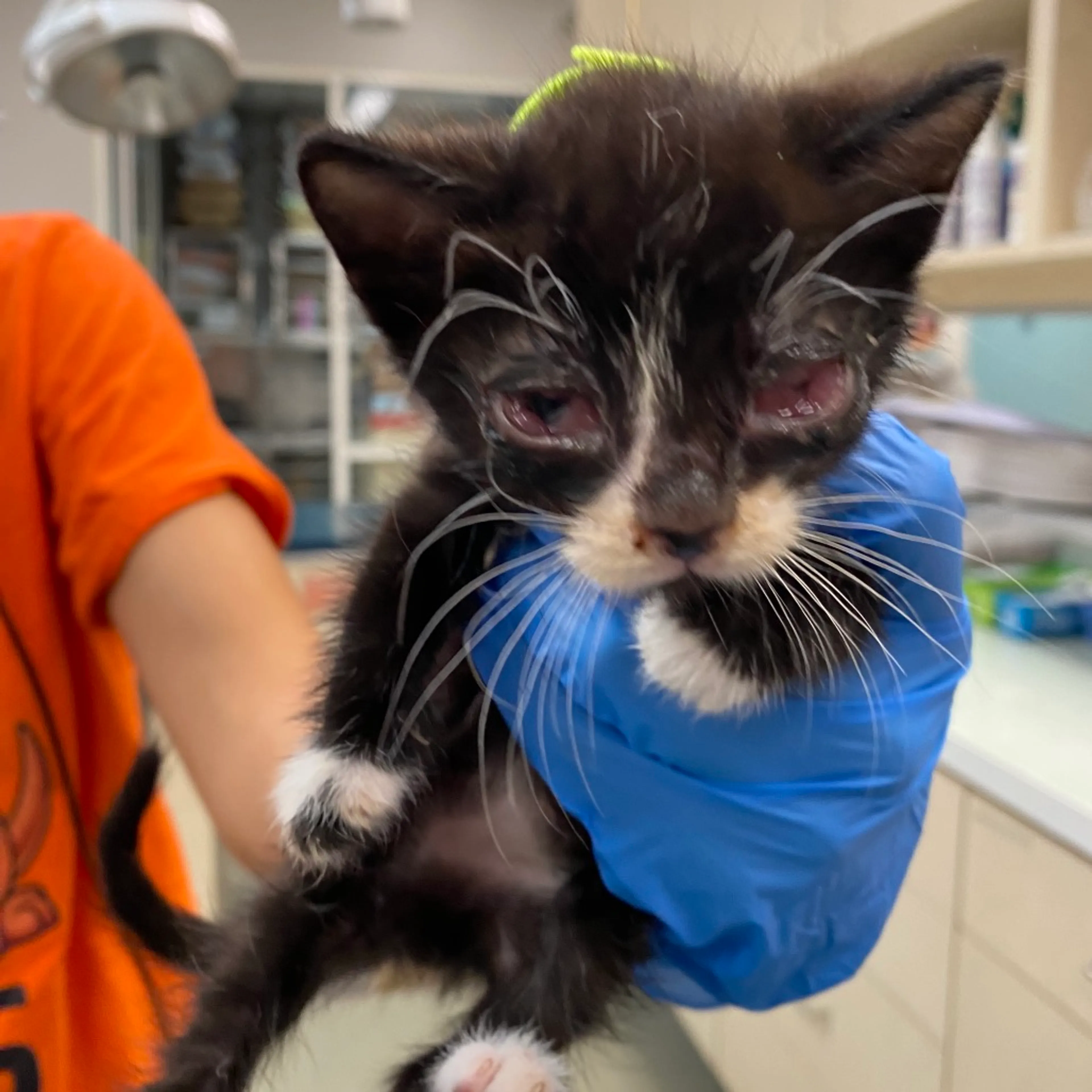 Found pet-1