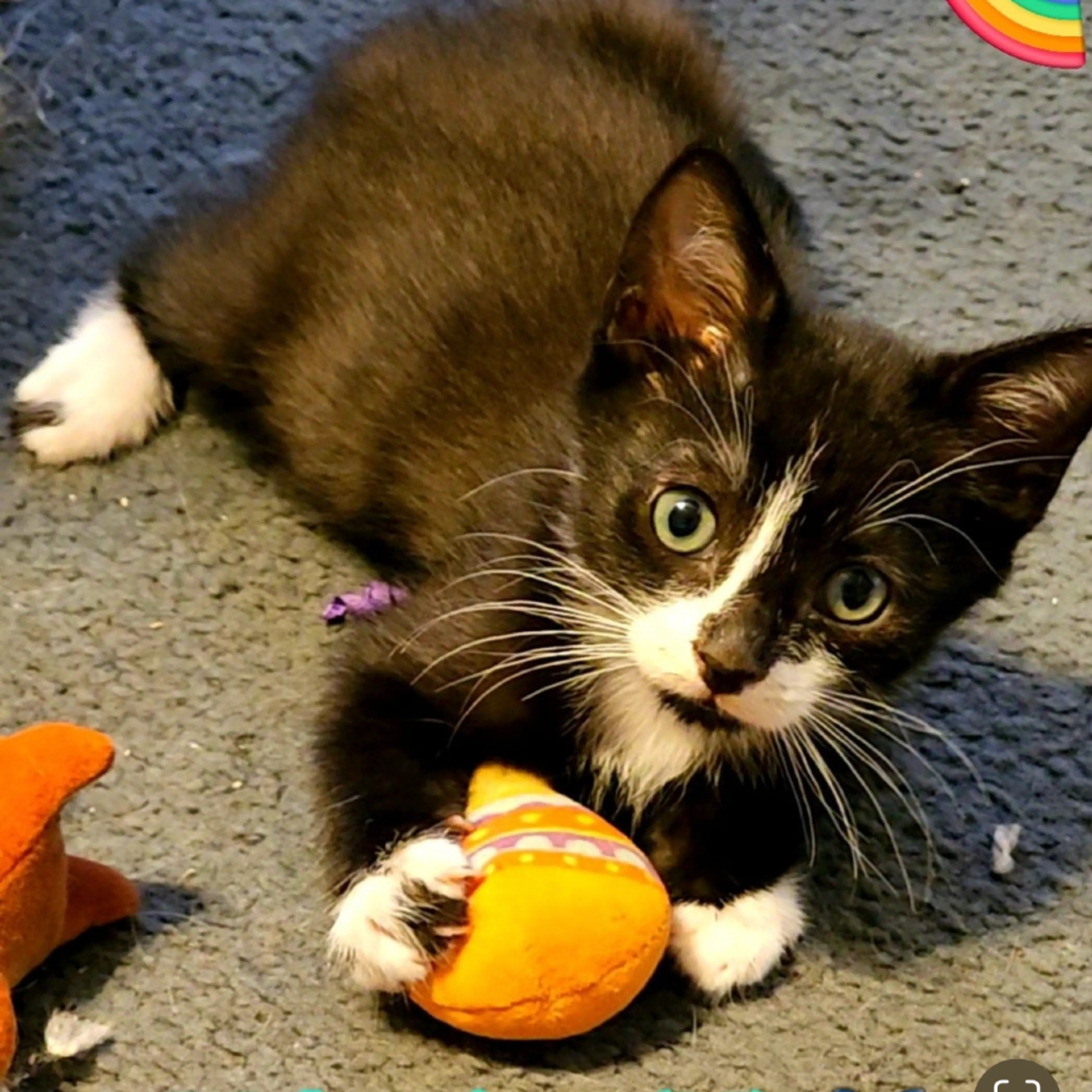 Found pet-0