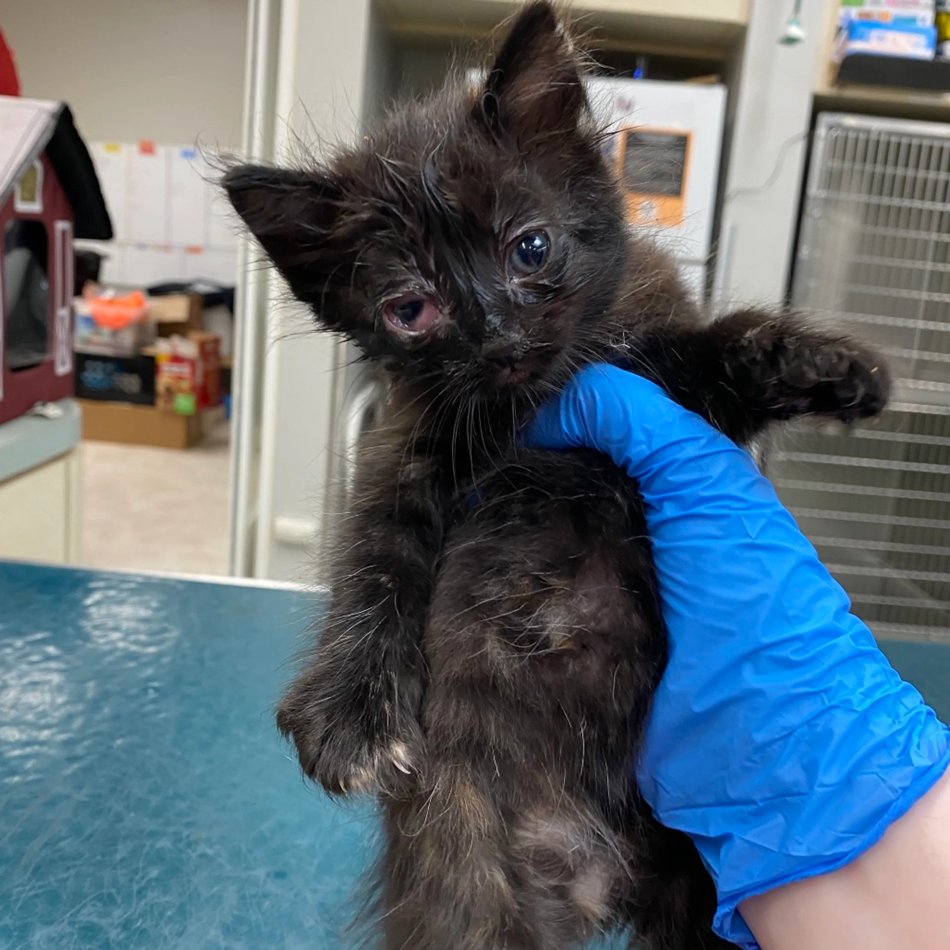 Found pet-1