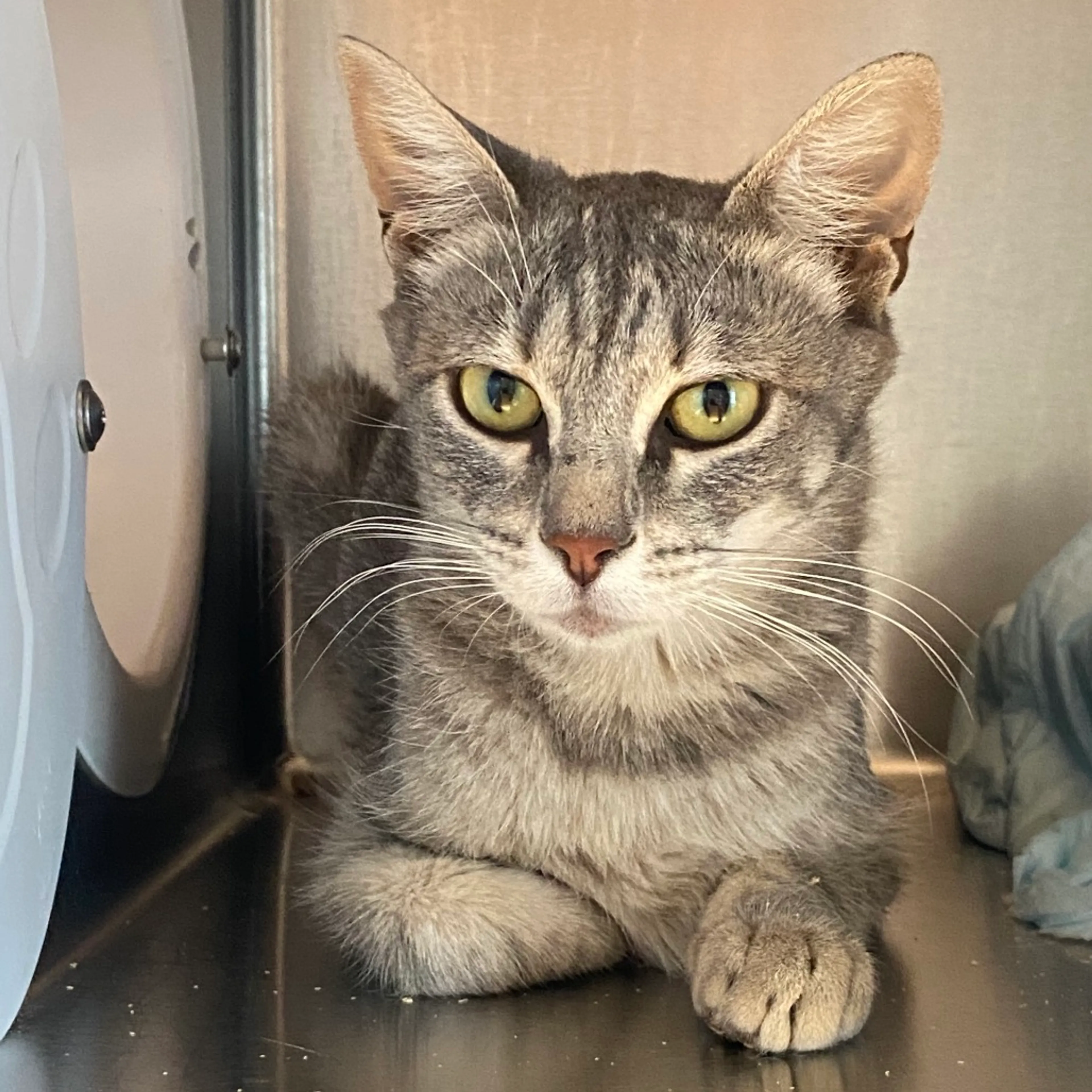 Found pet