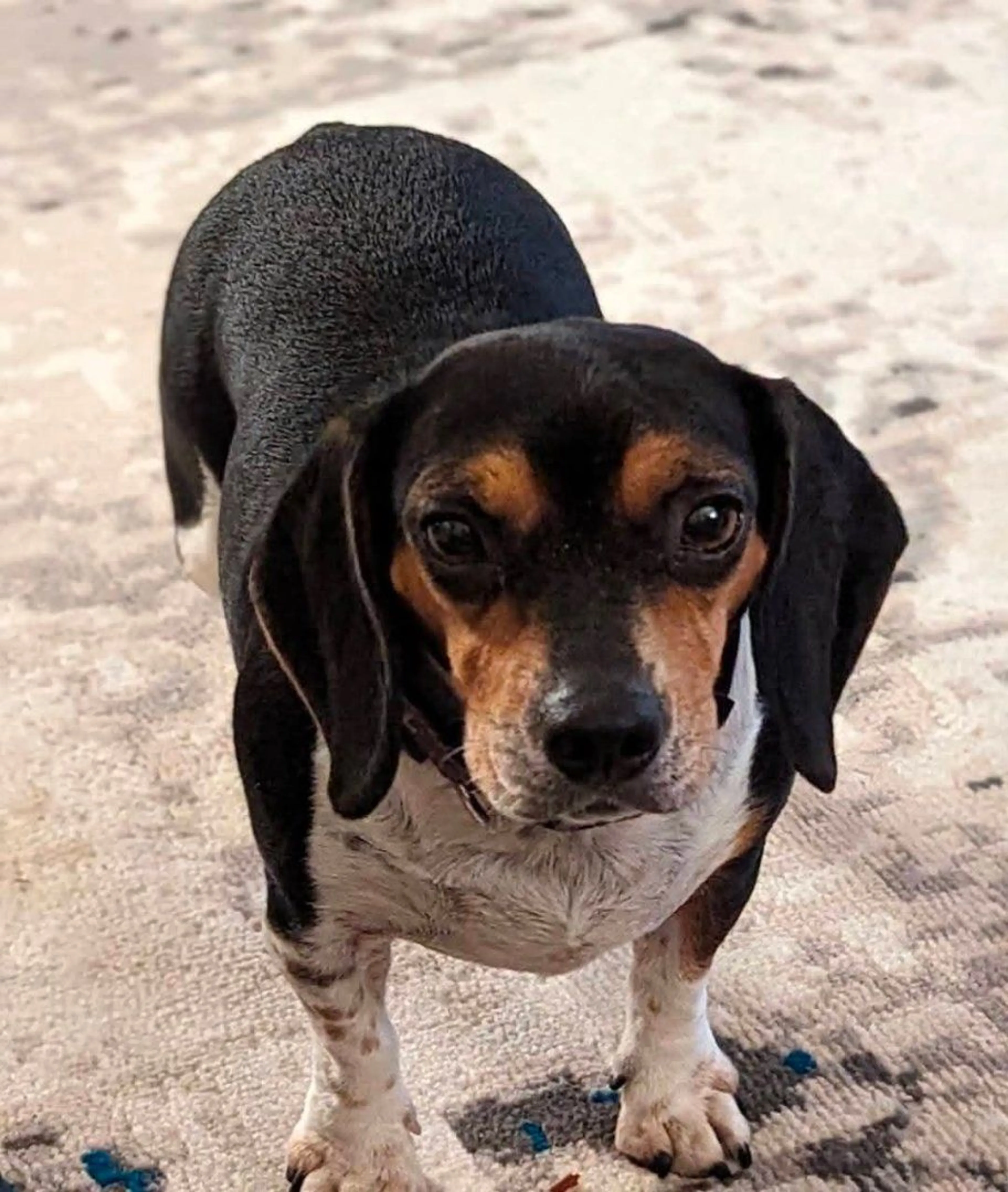 Lost pet